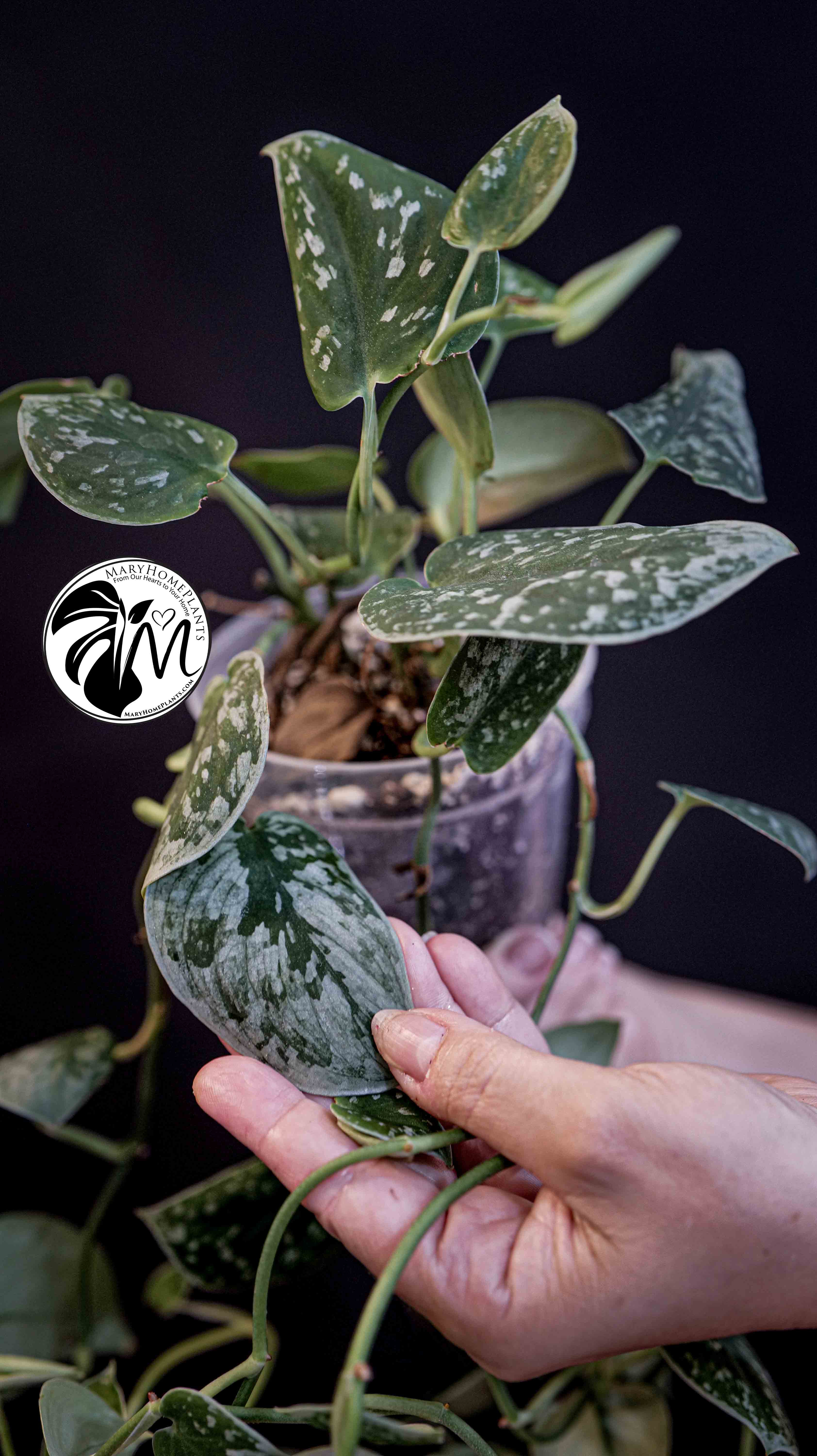 Scindapsus Silver Lady