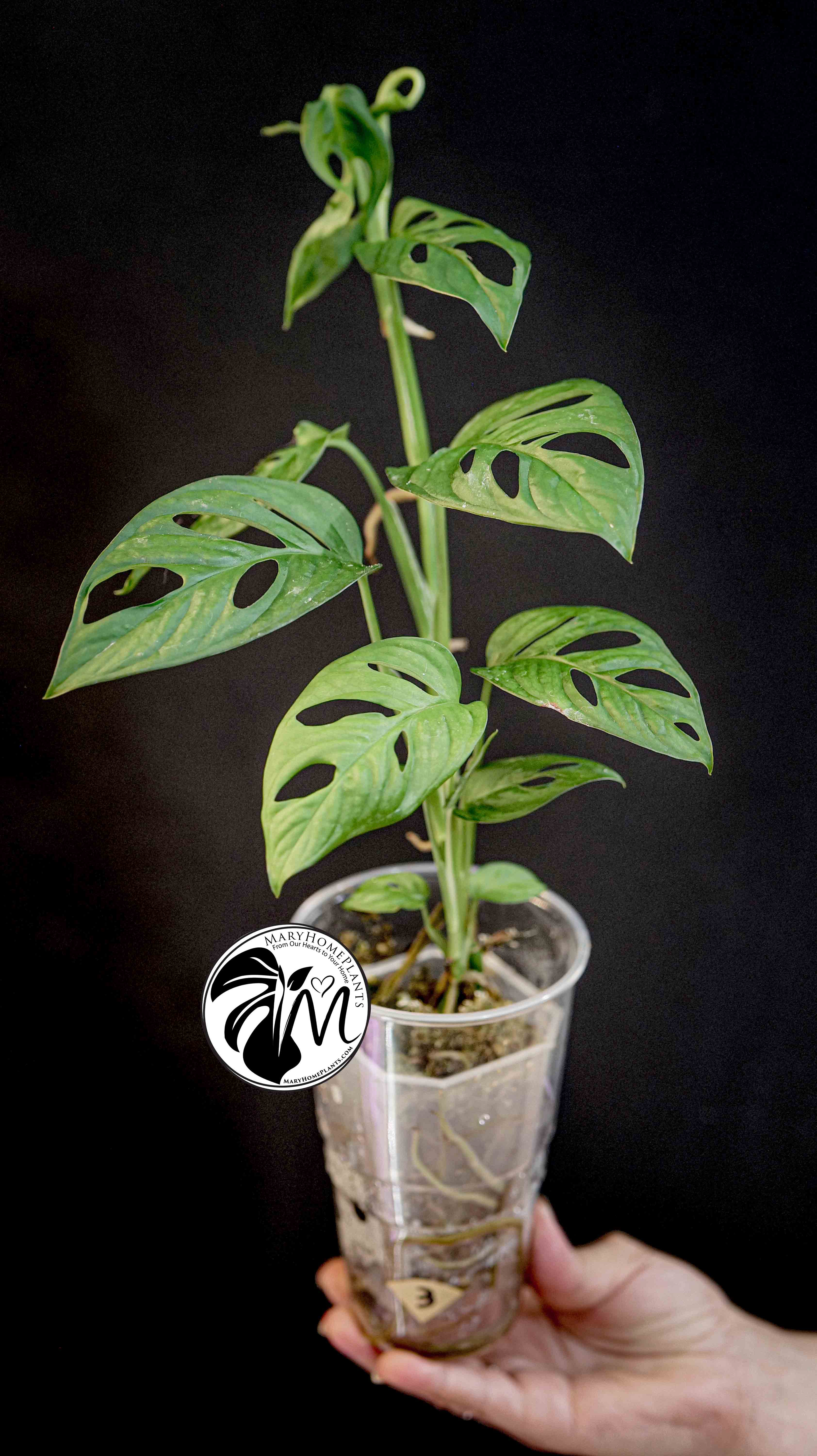 Monstera Adansonii Albo Variegated