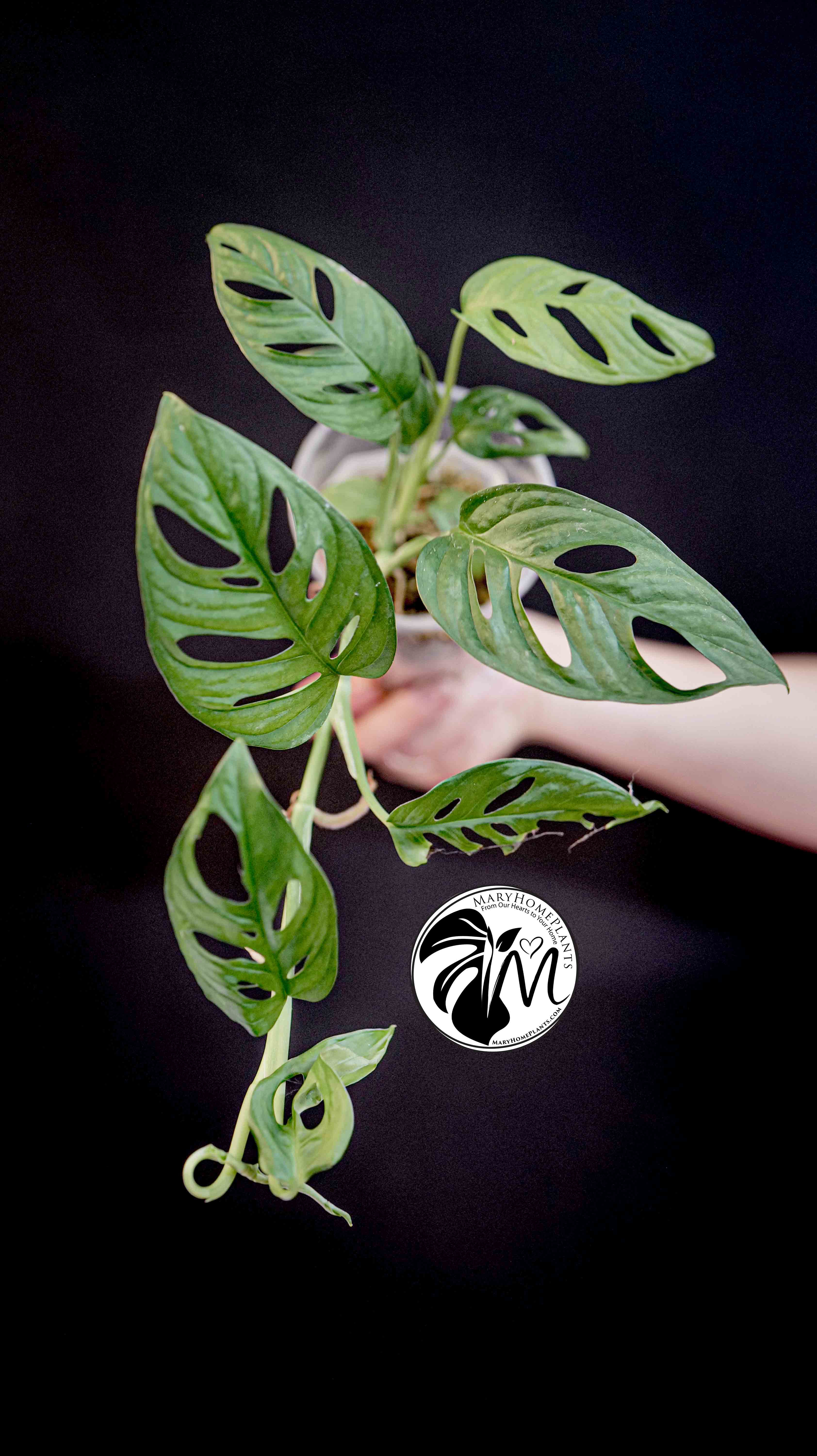 Monstera Adansonii Albo Variegated