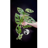 Monstera Adansonii Albo Variegated