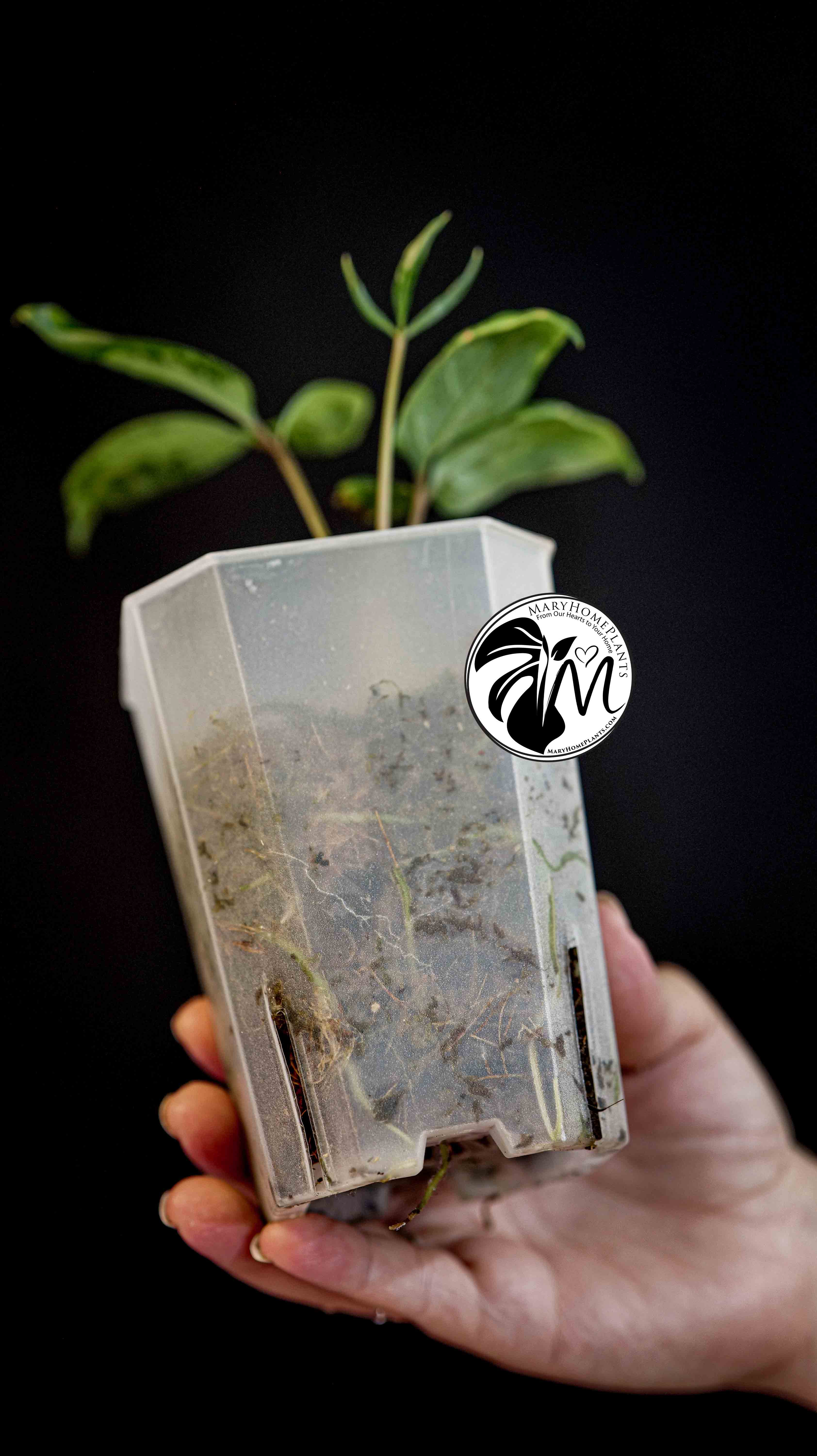 Anthurium Polyschistum