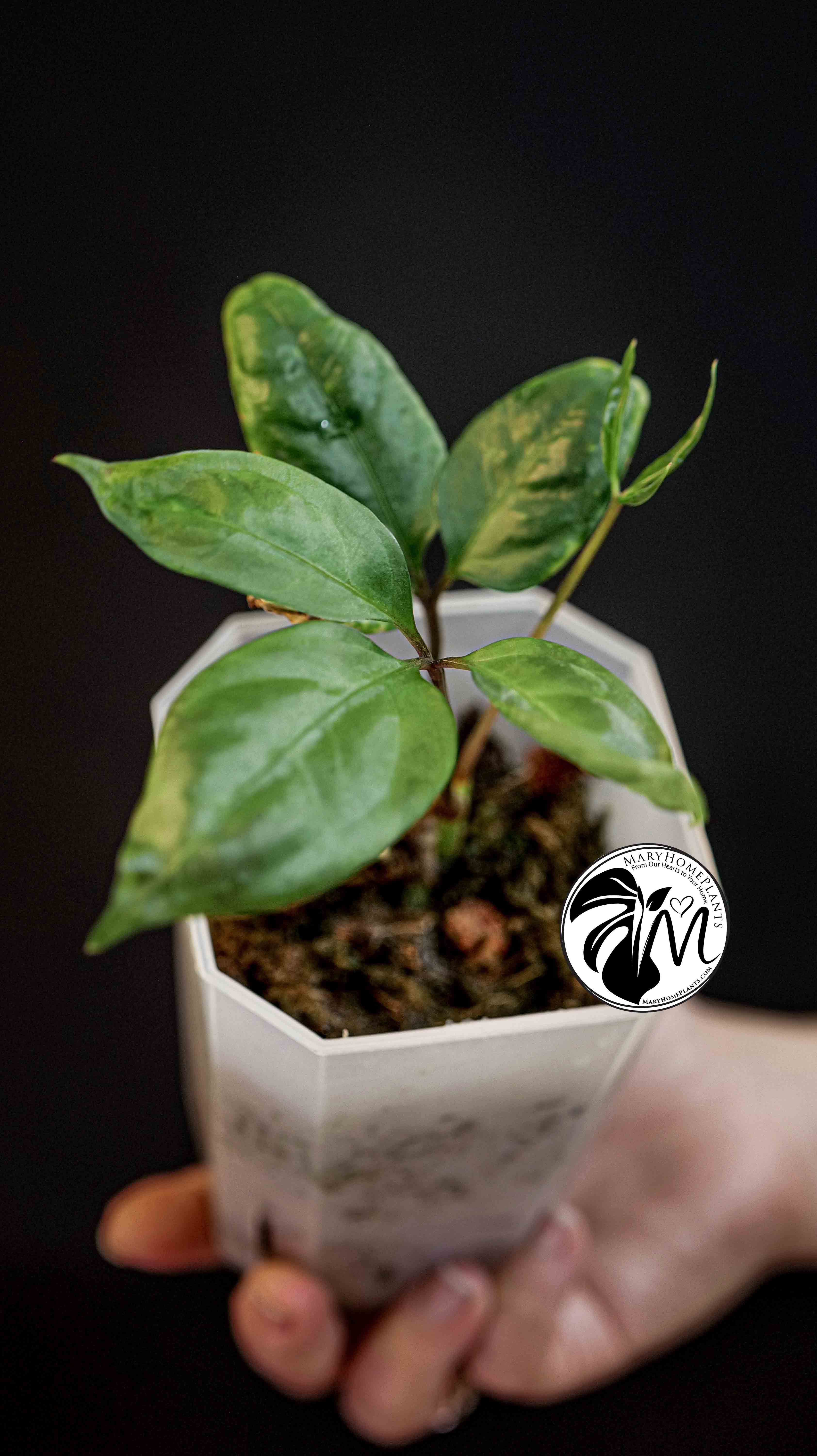 Anthurium Polyschistum