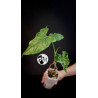 Syngonium Mottled Mojito