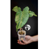 Syngonium Mottled Mojito