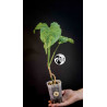 Syngonium Mottled Mojito