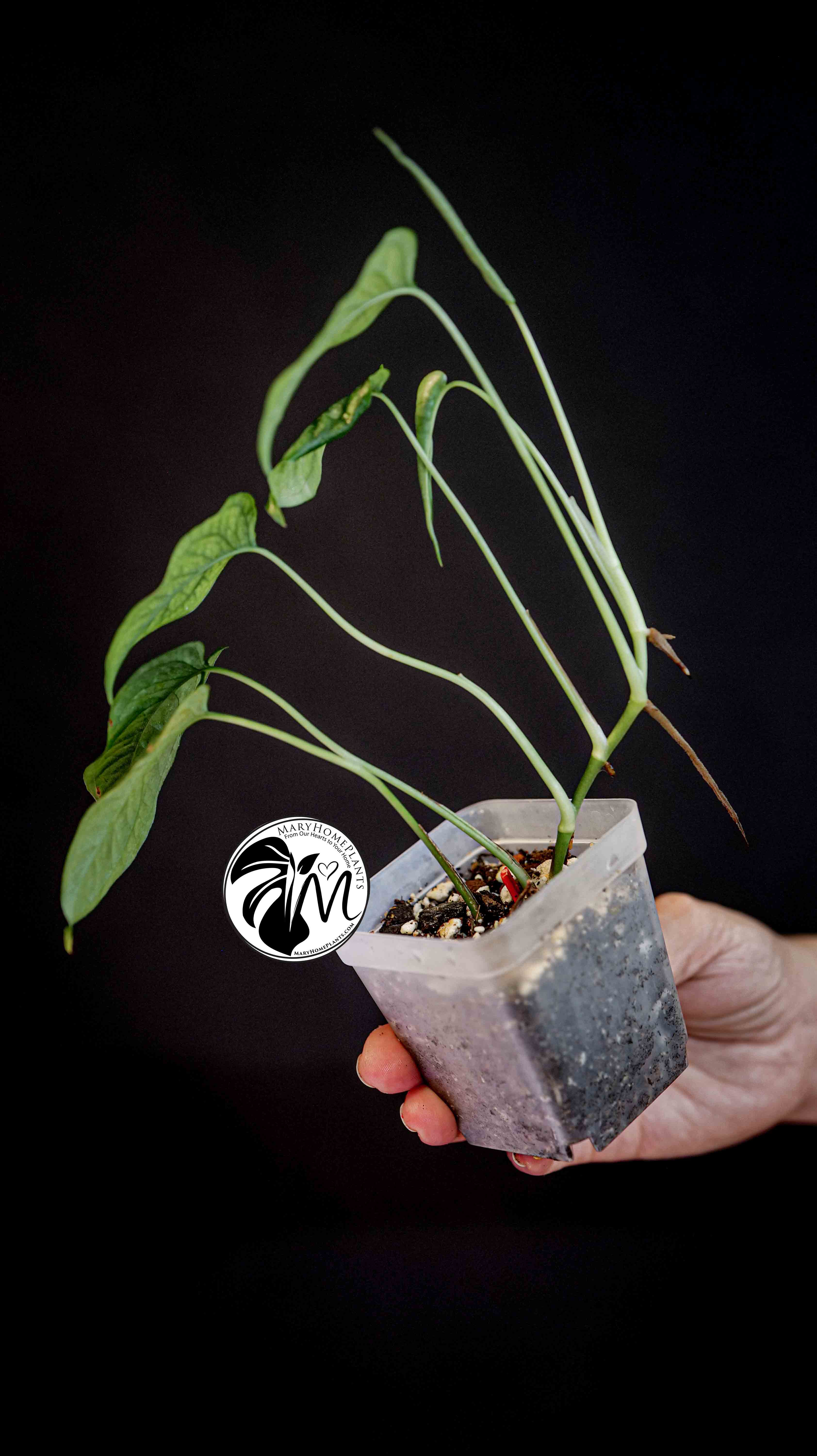 Monstera Siltepecana