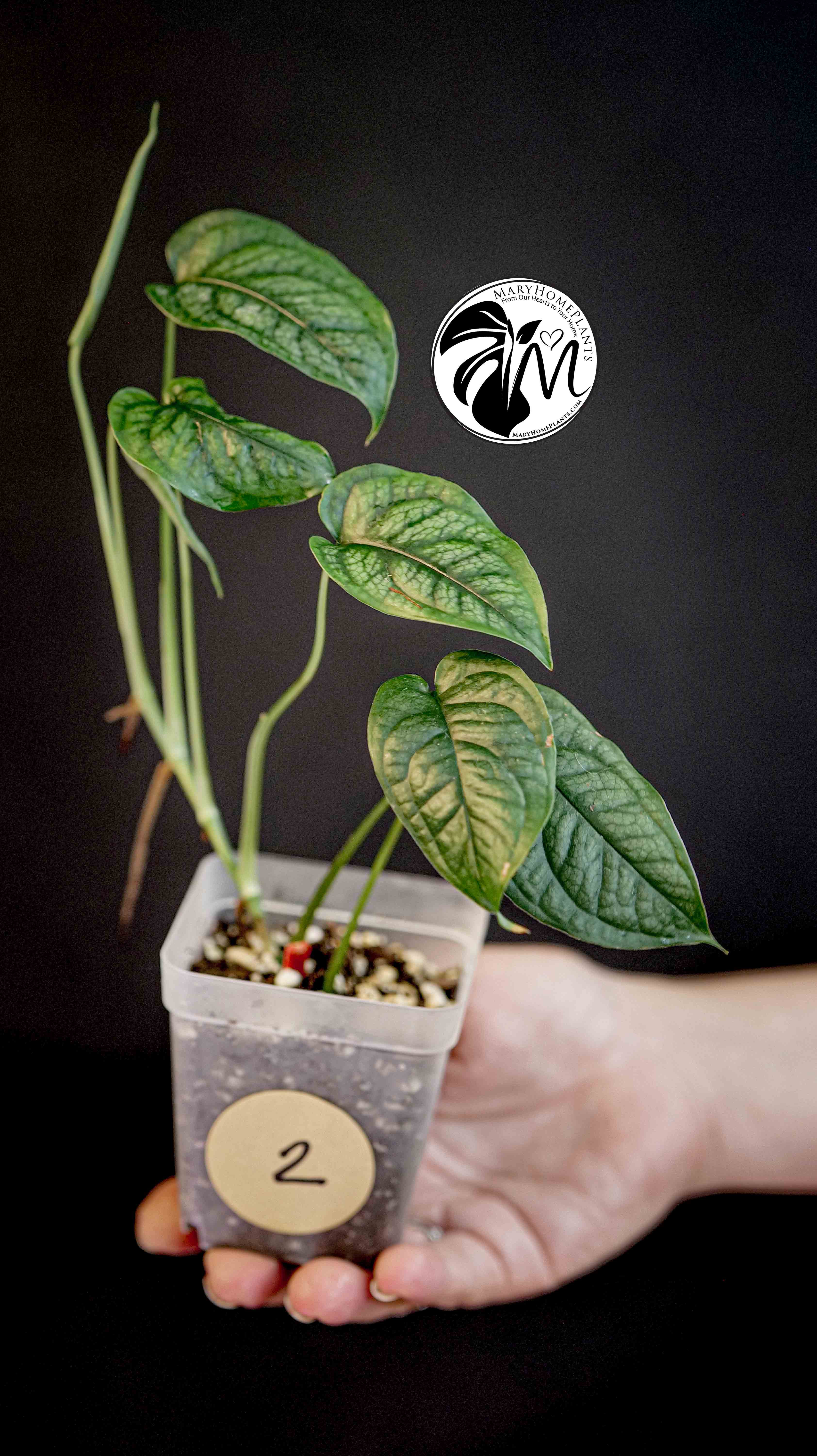 Monstera Siltepecana