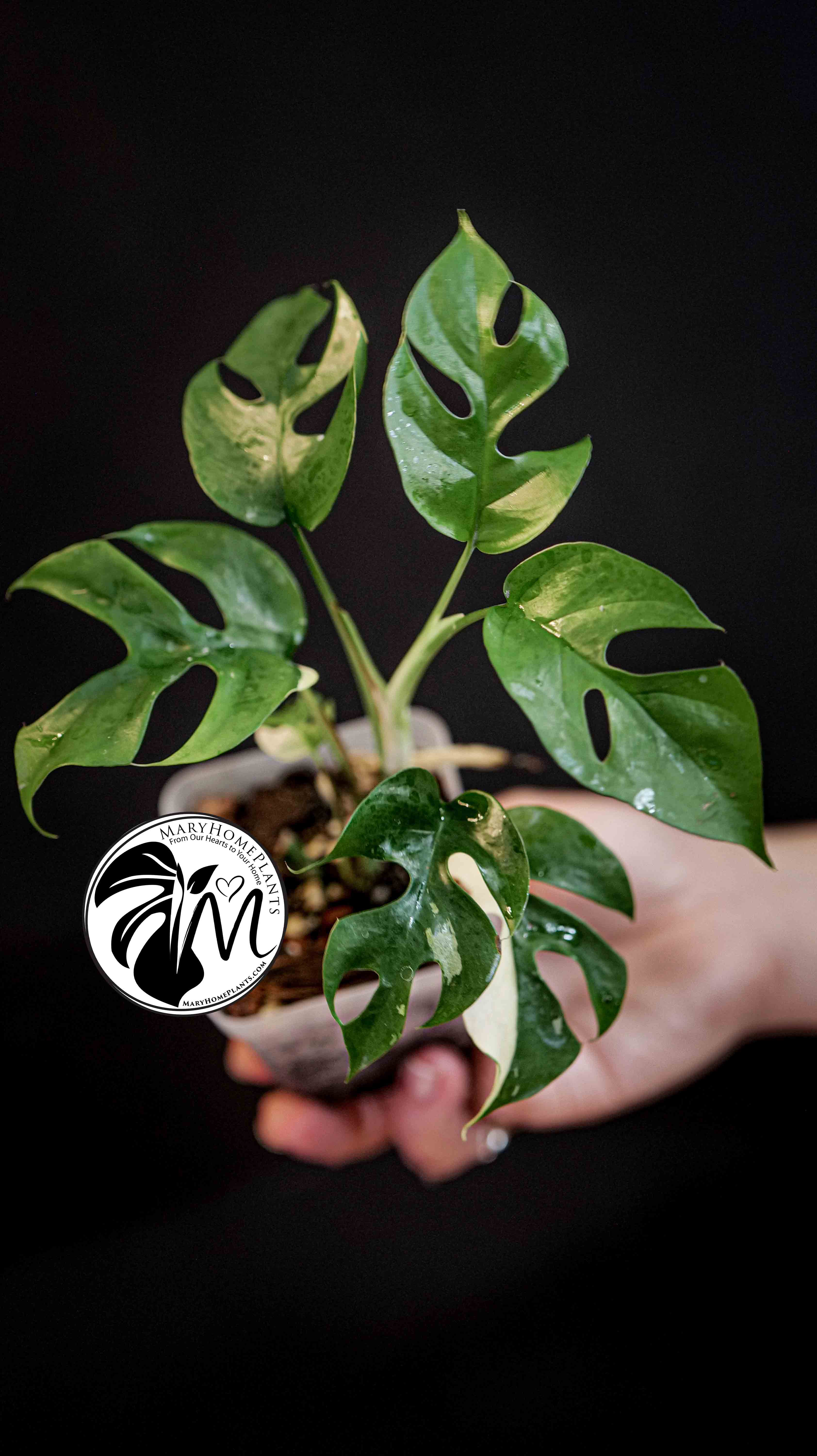 Monstera Rhaphidophora Tetrasperma Variegated