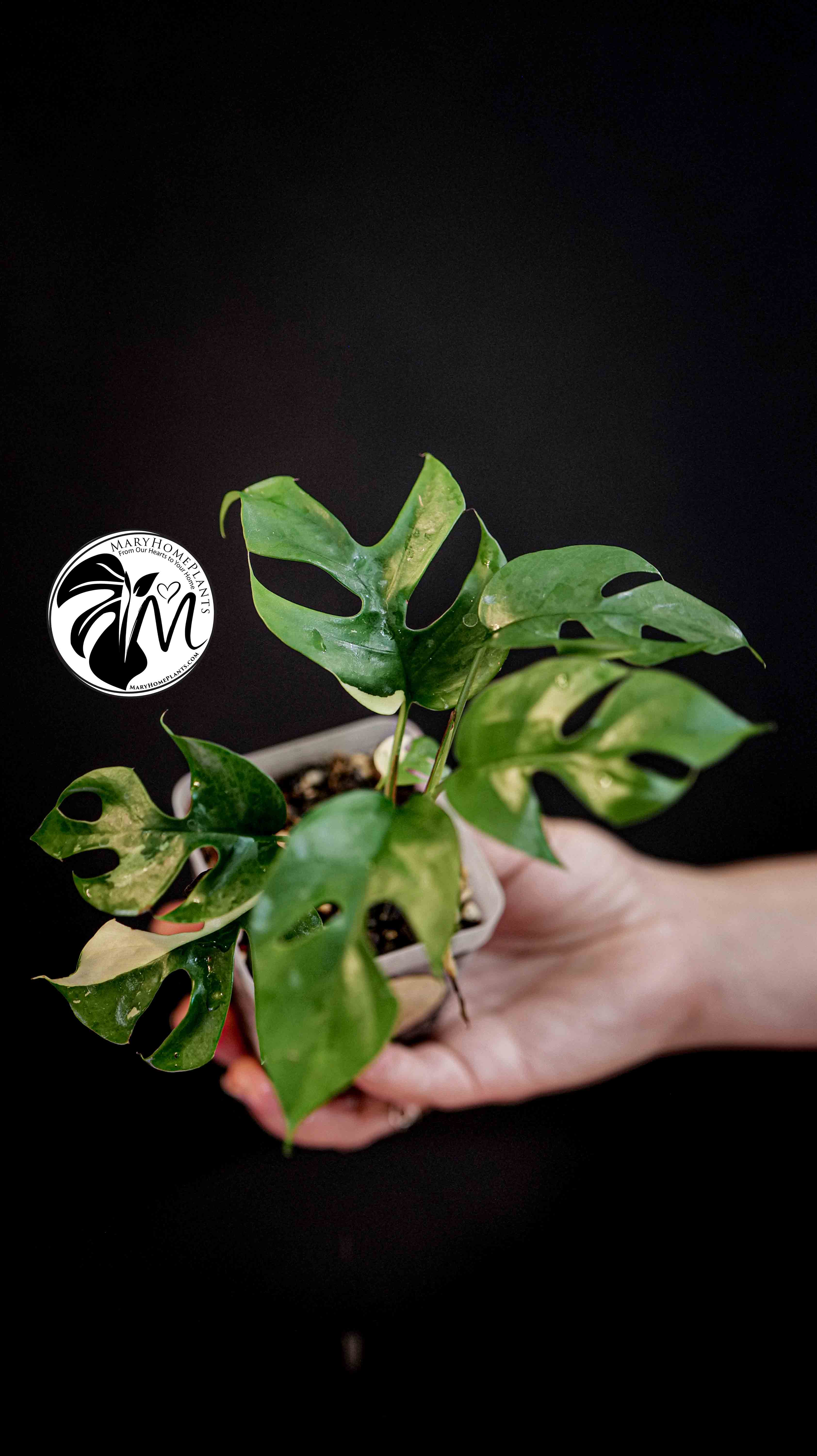 Monstera Rhaphidophora Tetrasperma Variegated