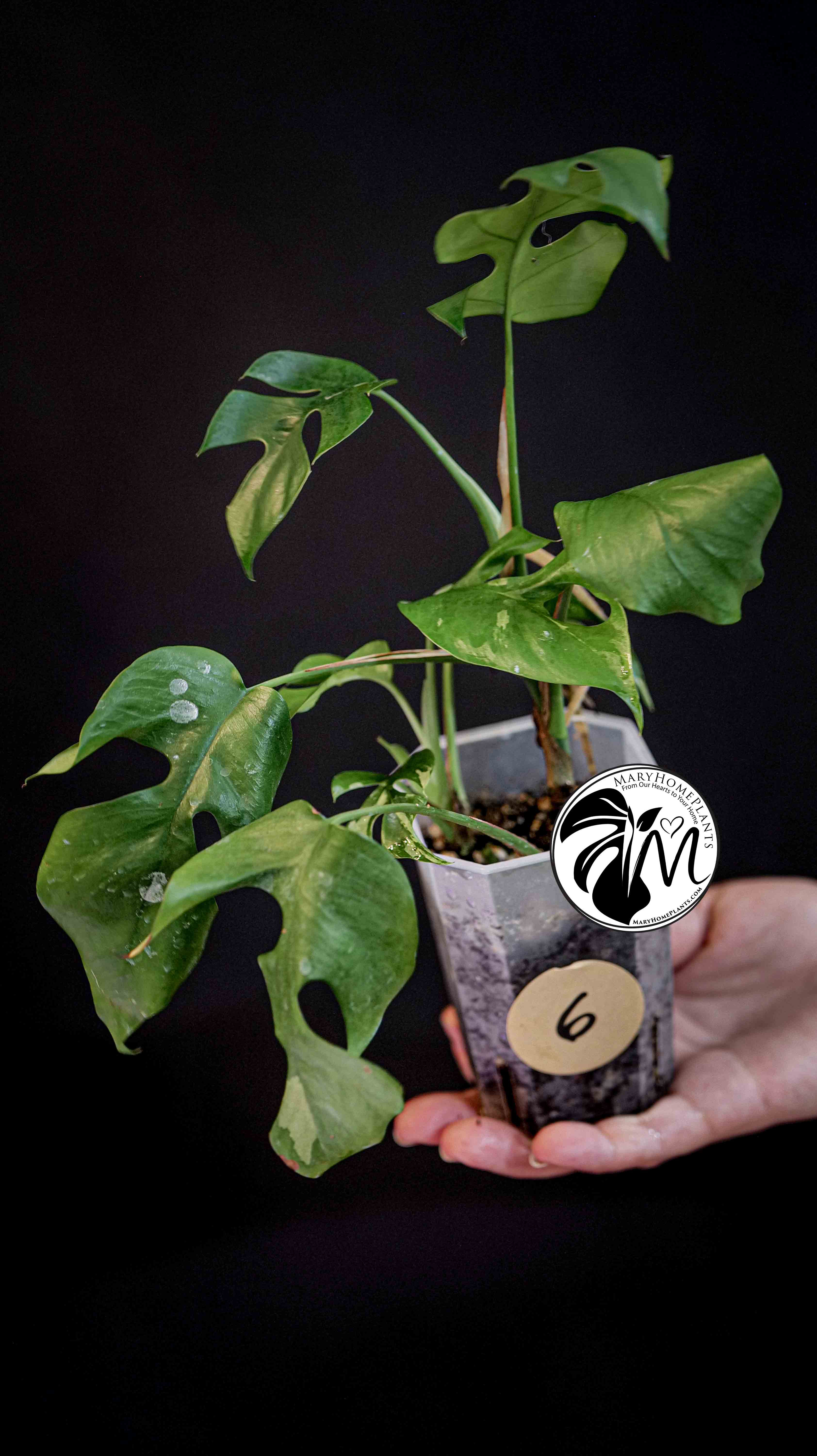 Monstera Rhaphidophora Tetrasperma Variegated