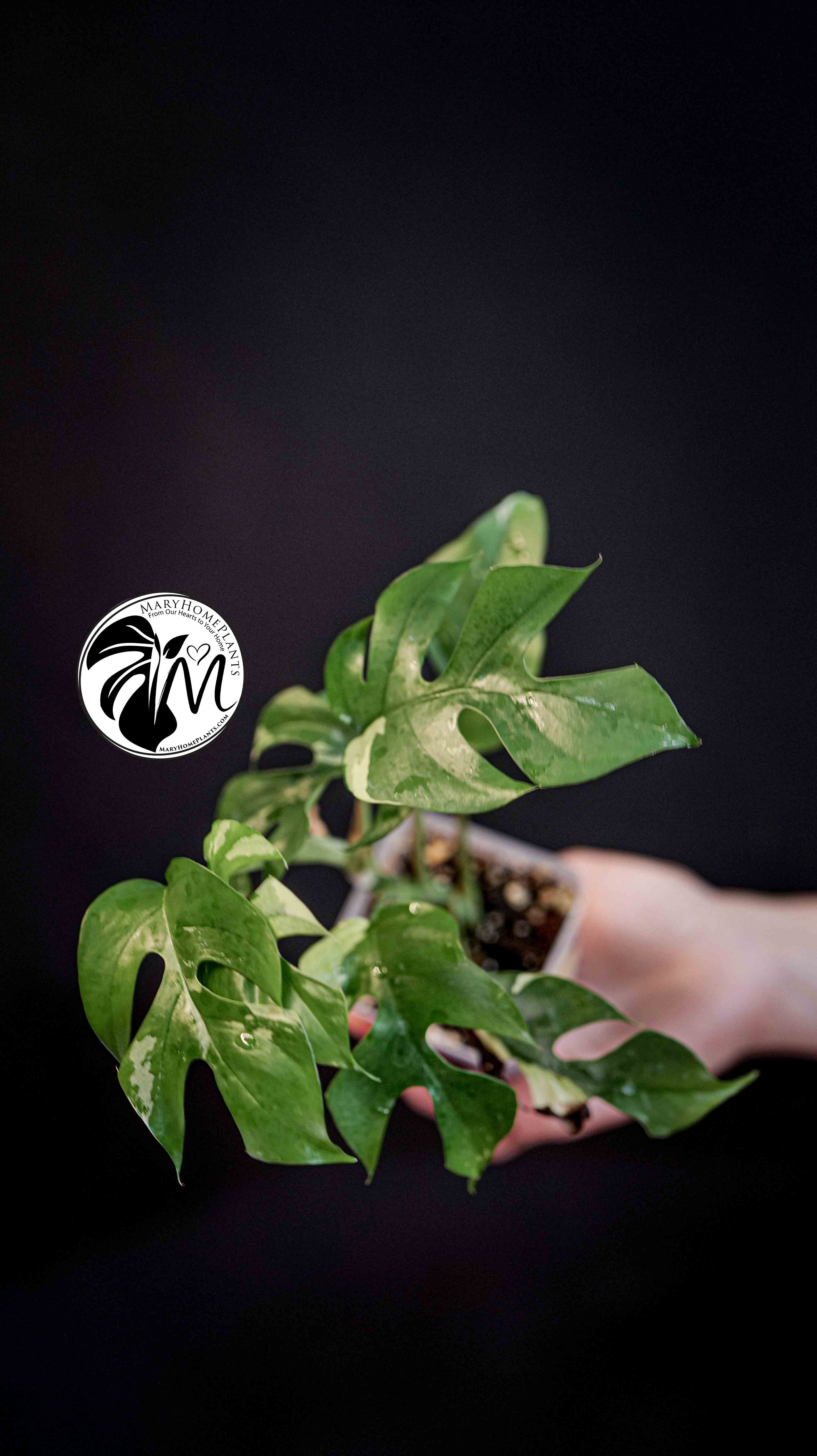 Monstera Rhaphidophora Tetrasperma Variegated