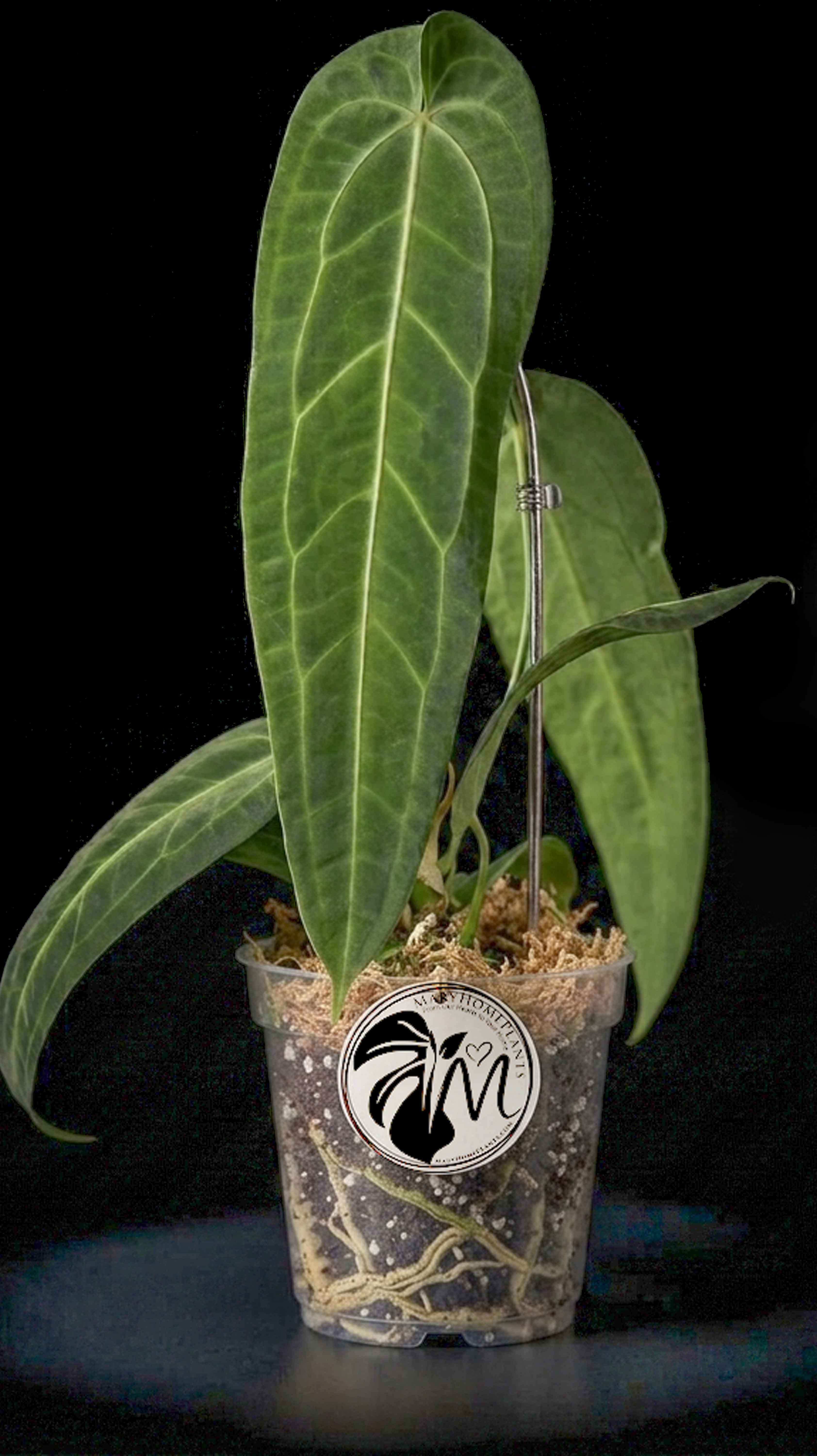 Anthurium Warocqueanum