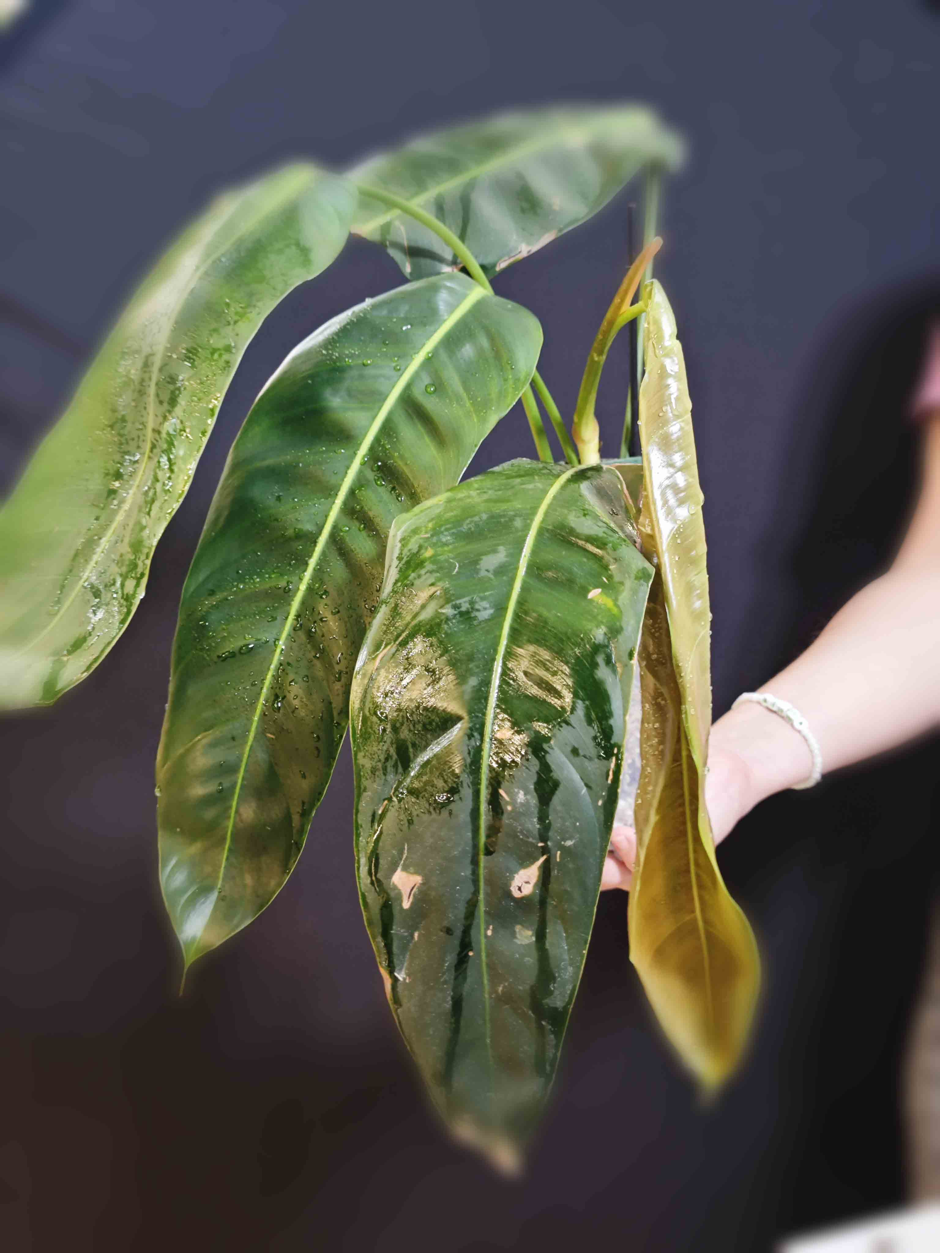 Philodendron Patriciae