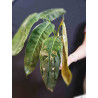 Philodendron Patriciae