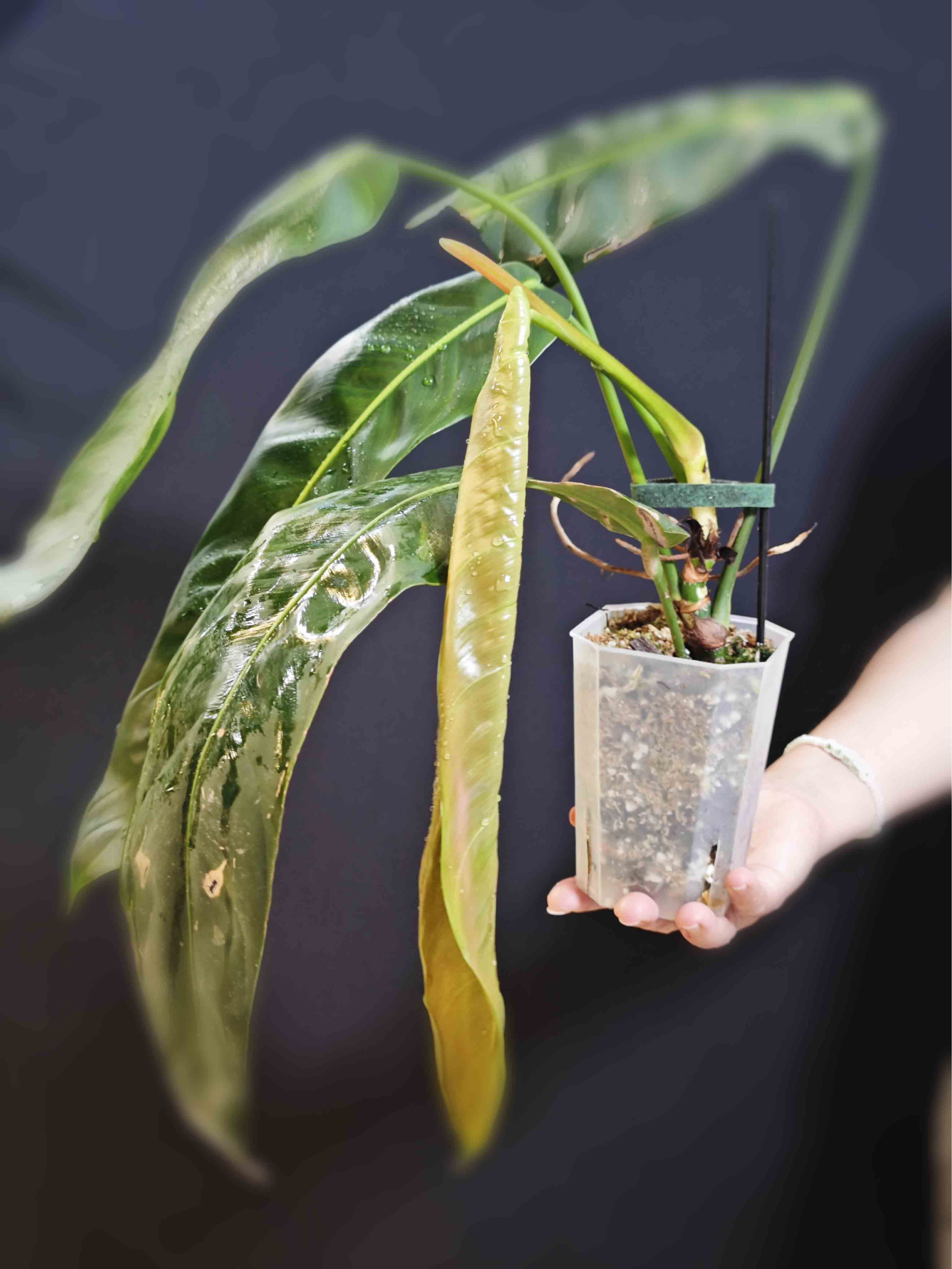 Philodendron Patriciae