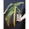 Philodendron Patriciae