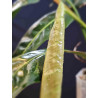 Philodendron Patriciae