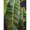 Philodendron Patriciae