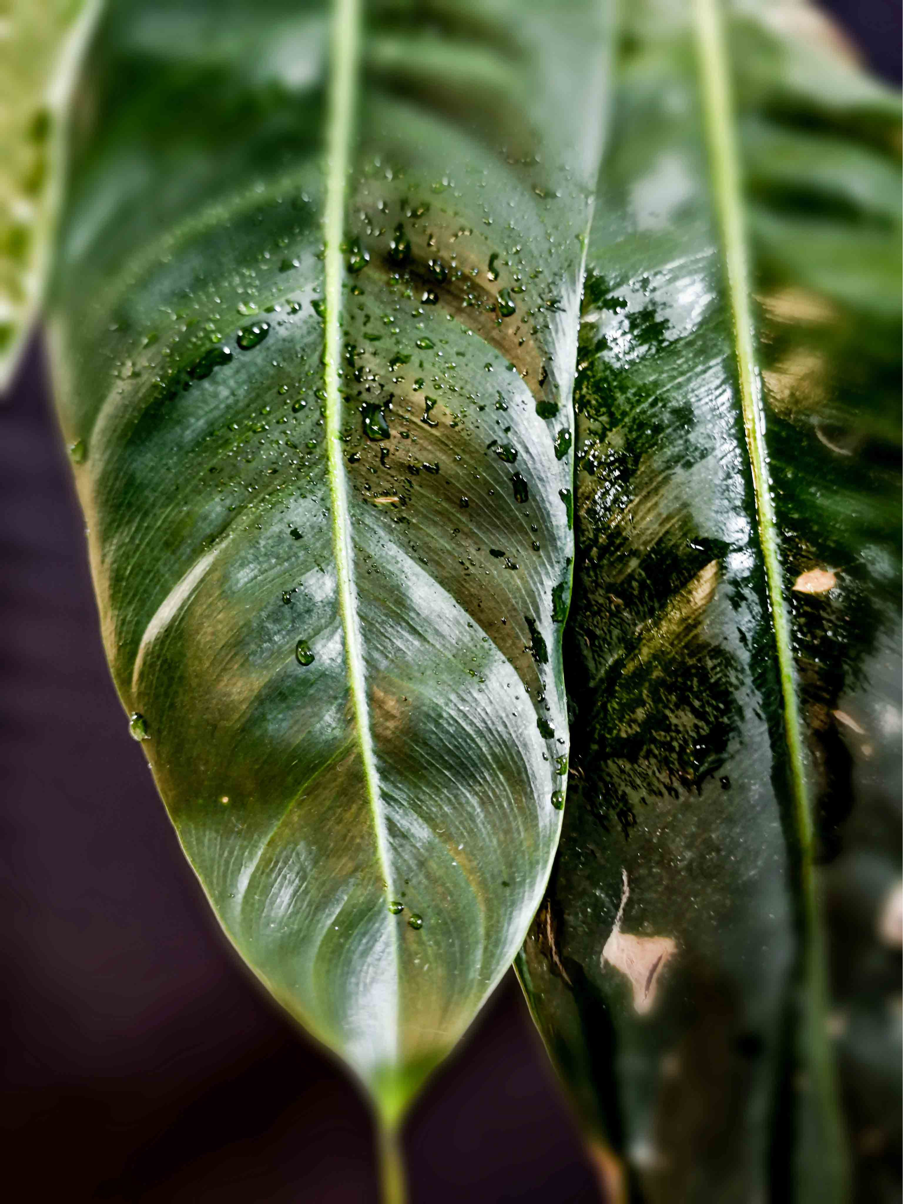 Philodendron Patriciae