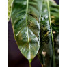 Philodendron Patriciae