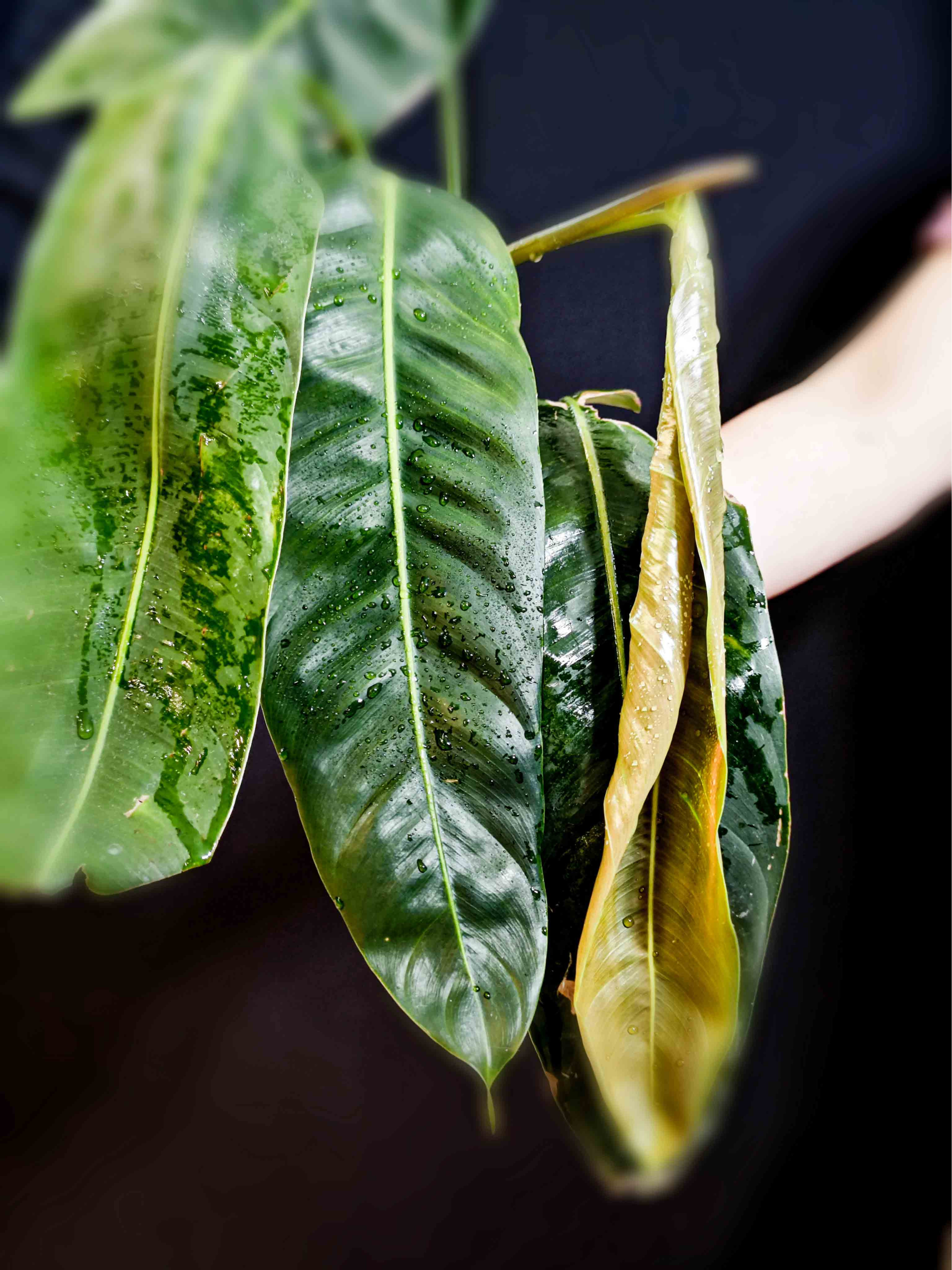 Philodendron Patriciae