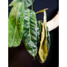 Philodendron Patriciae
