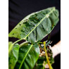 Philodendron Patriciae