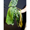 Philodendron Patriciae