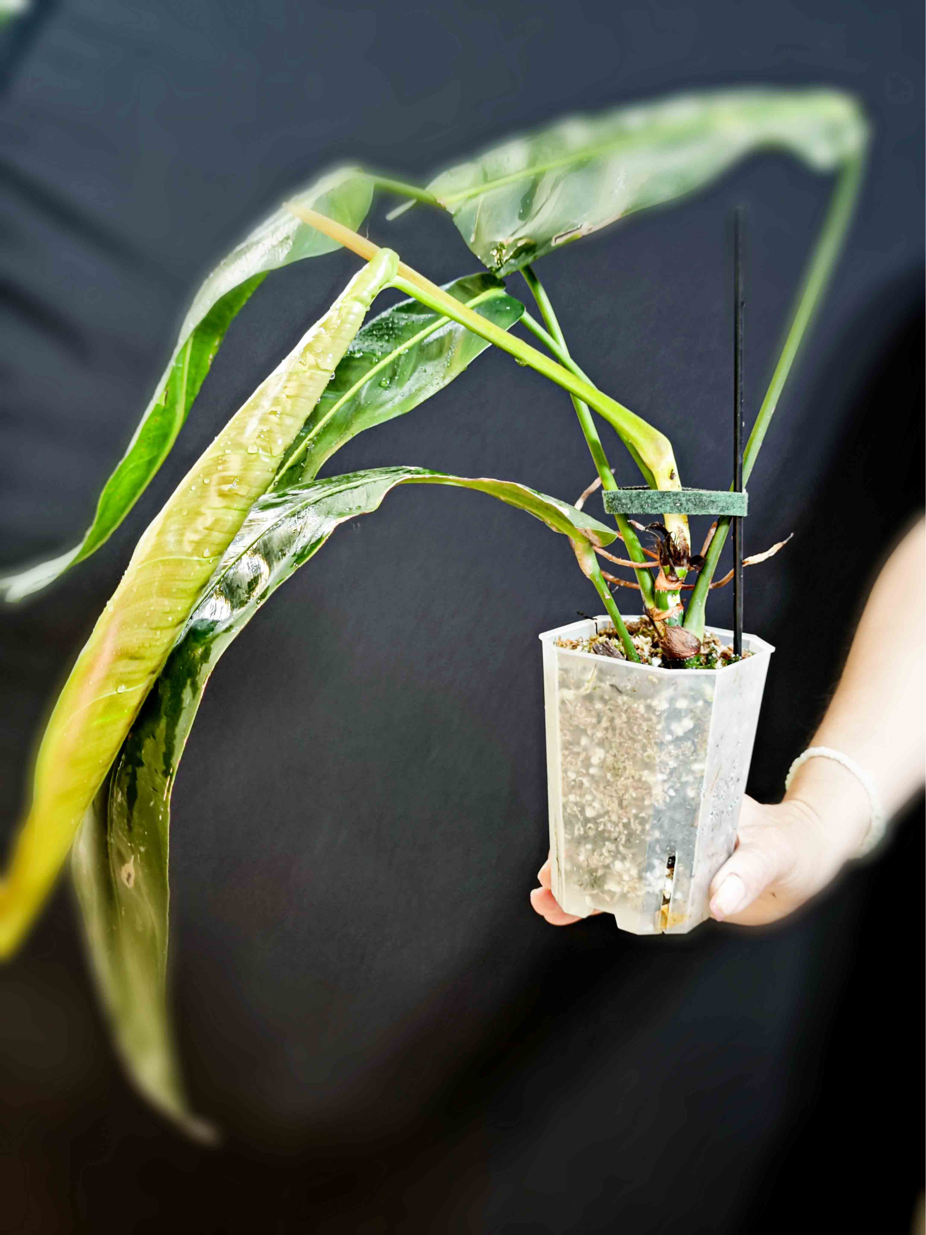 Philodendron Patriciae