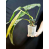 Philodendron Patriciae