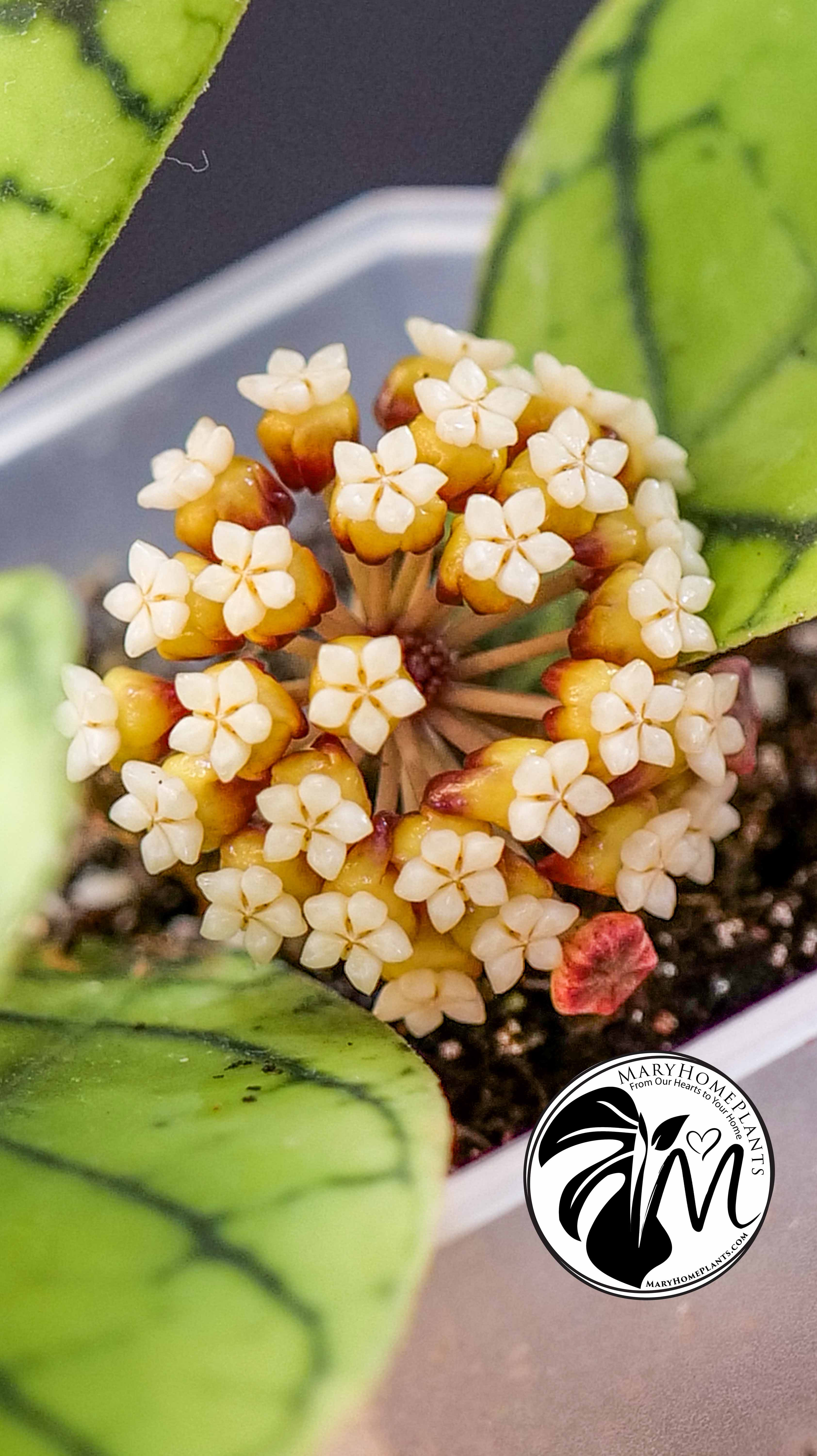 Hoya Callistophylla