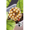 Hoya Callistophylla