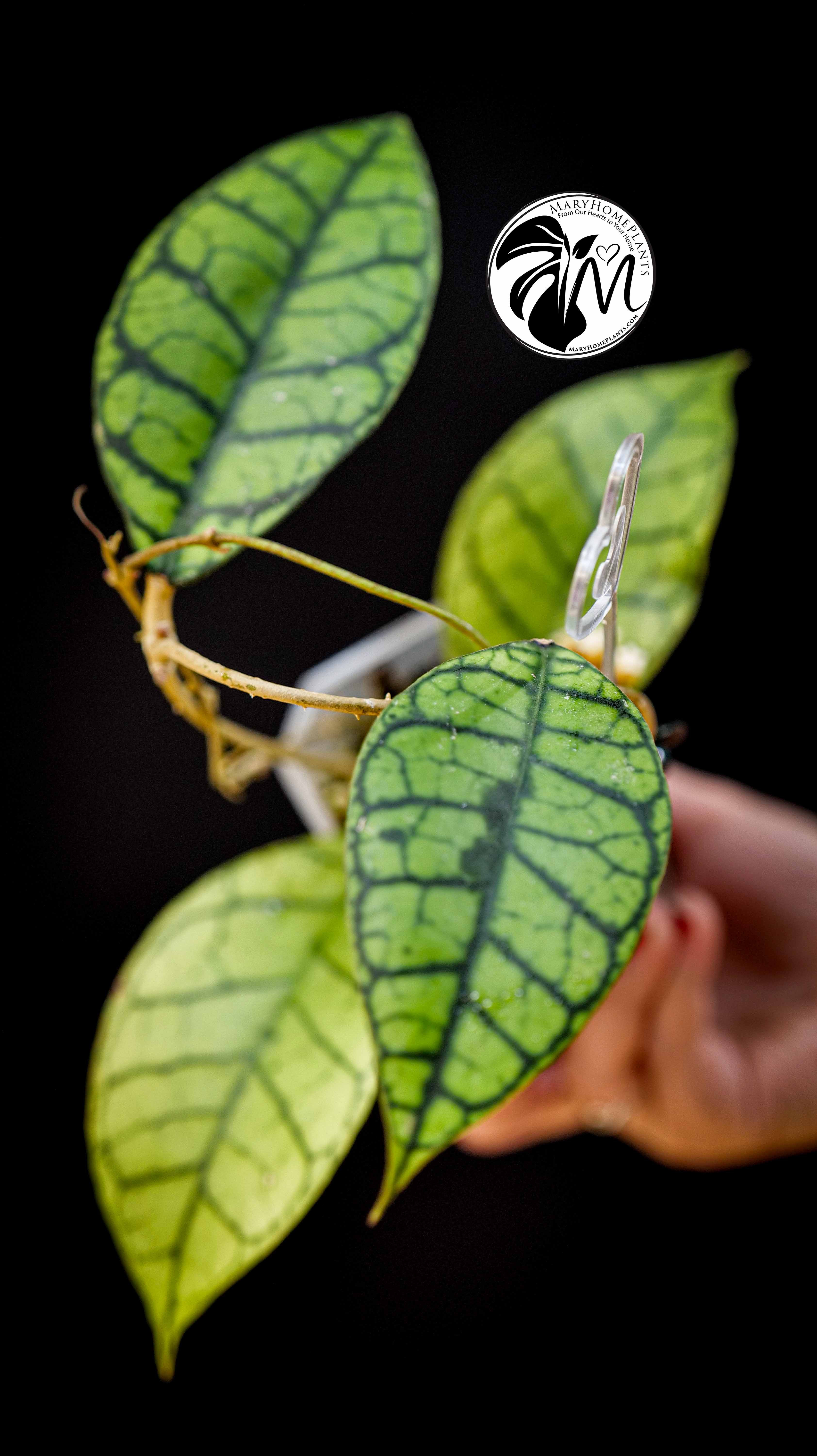 Hoya Callistophylla