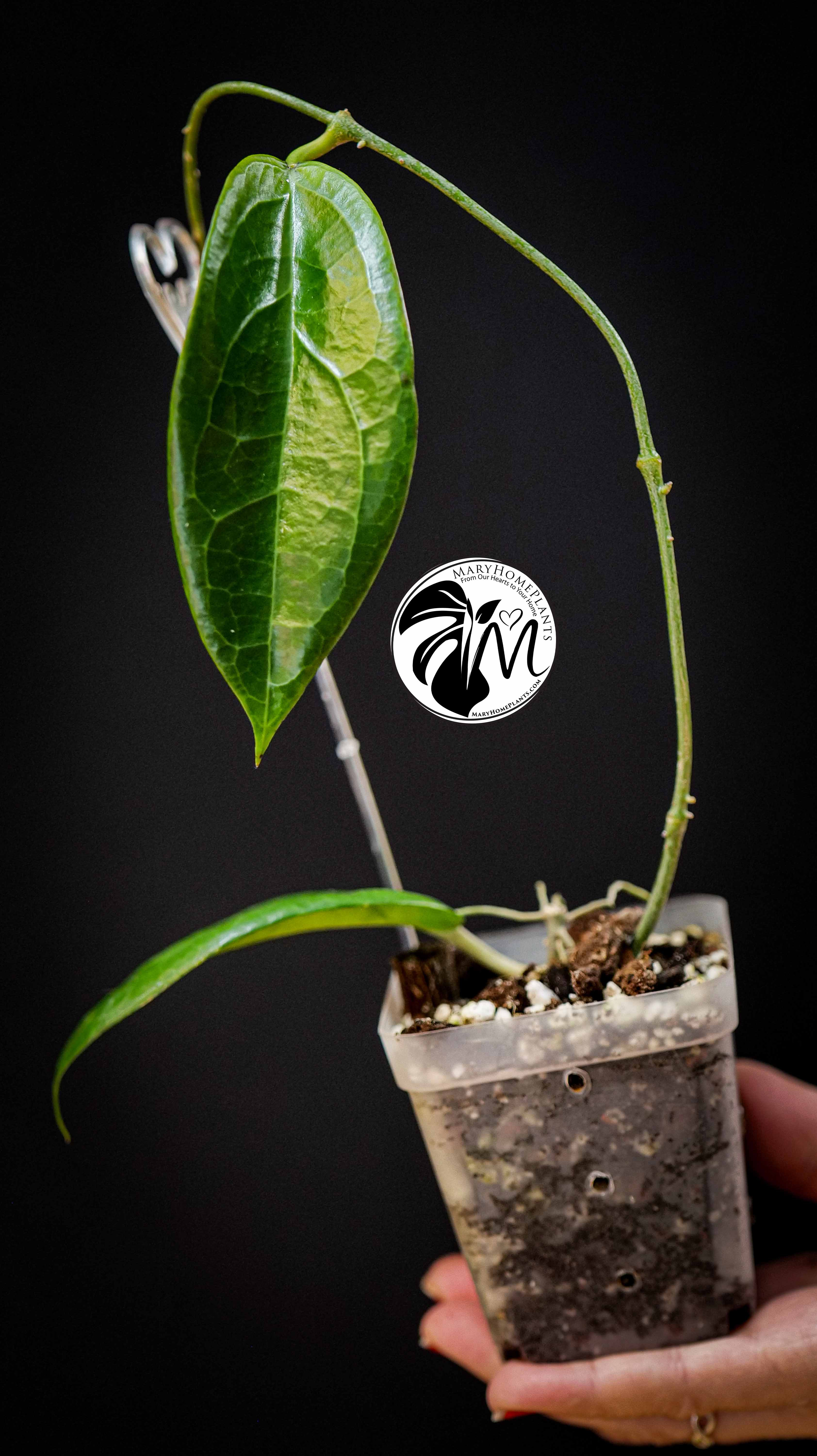 Hoya Flores Island UT 039