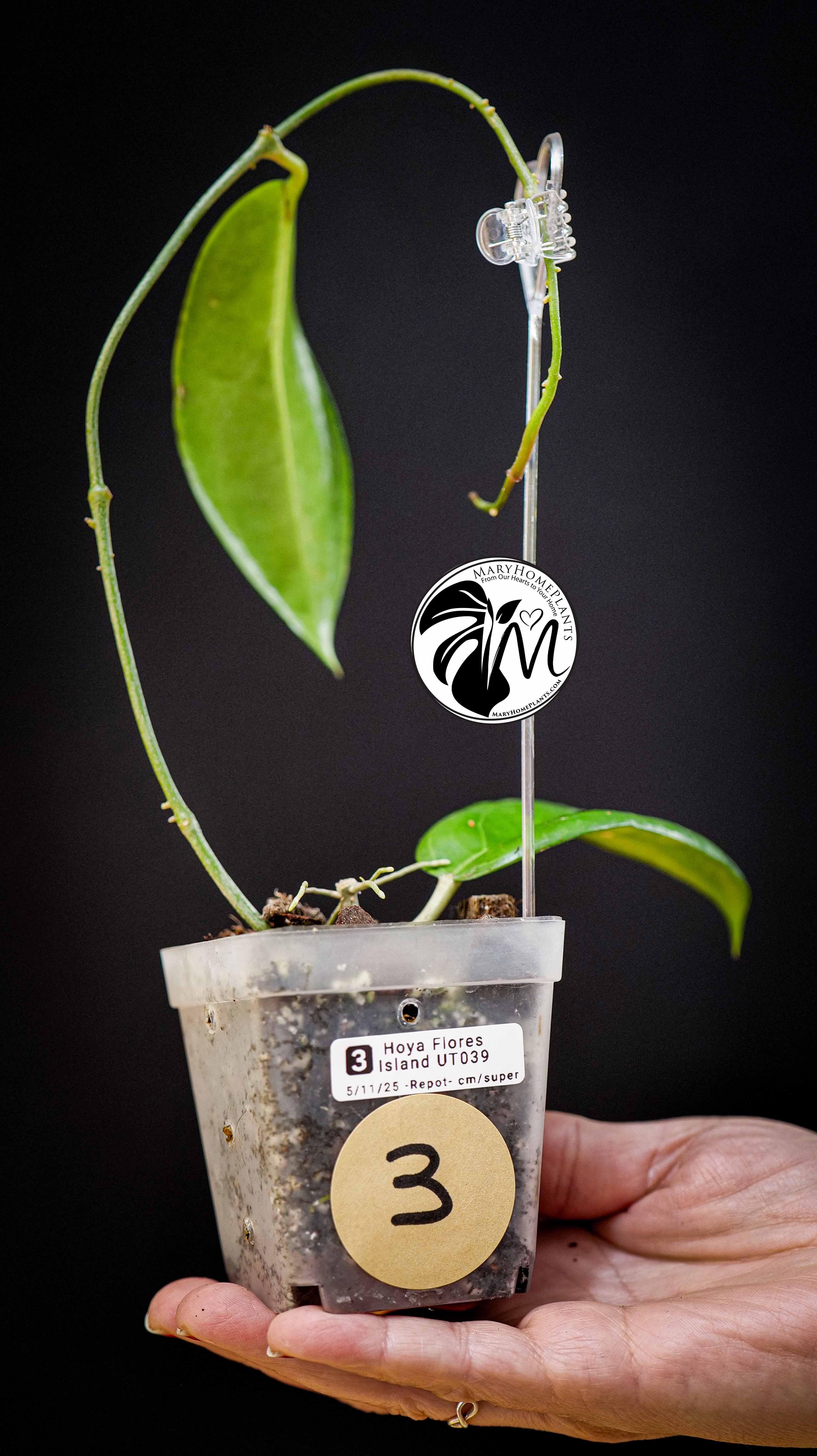 Hoya Flores Island UT 039