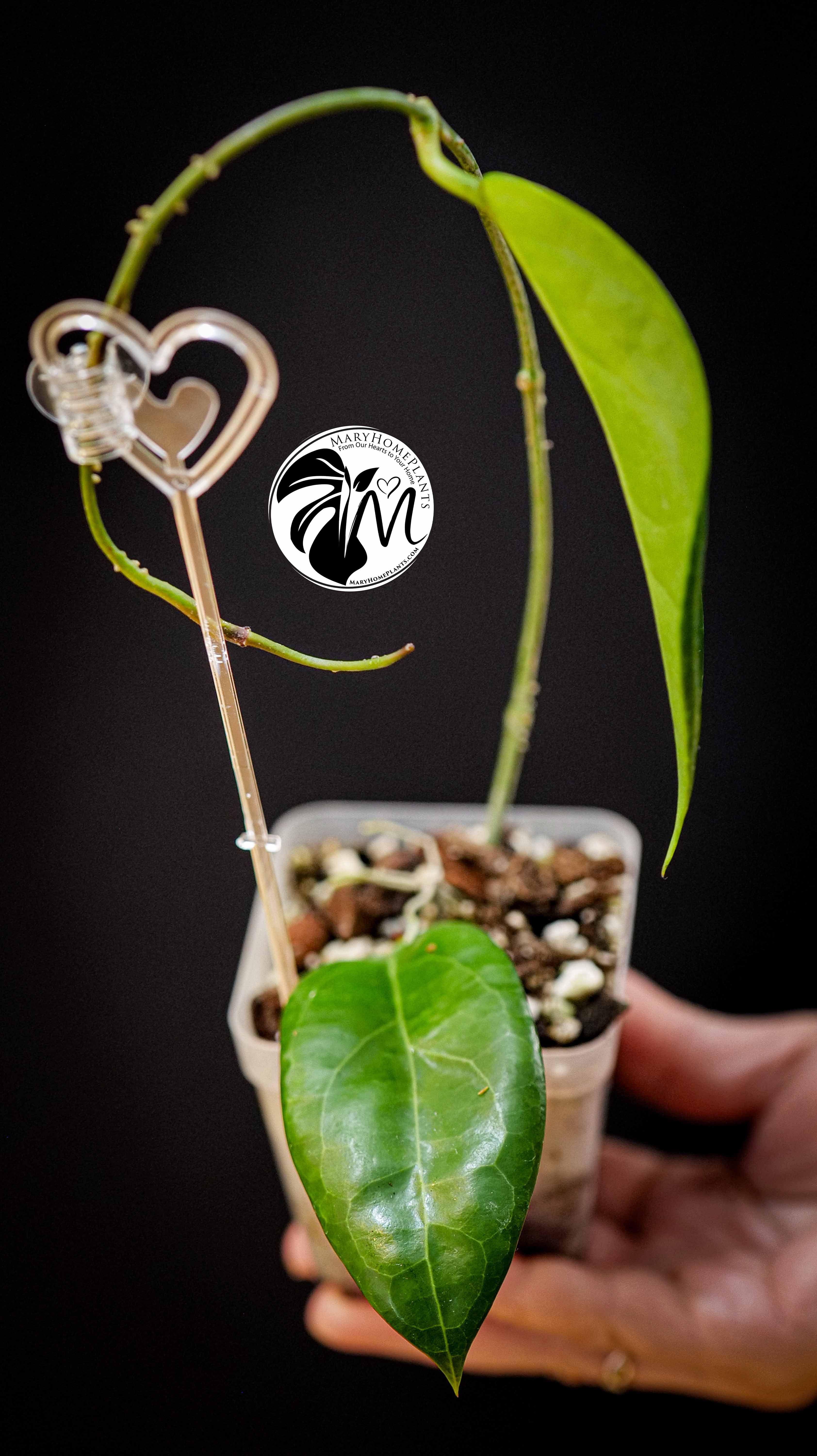 Hoya Flores Island UT 039