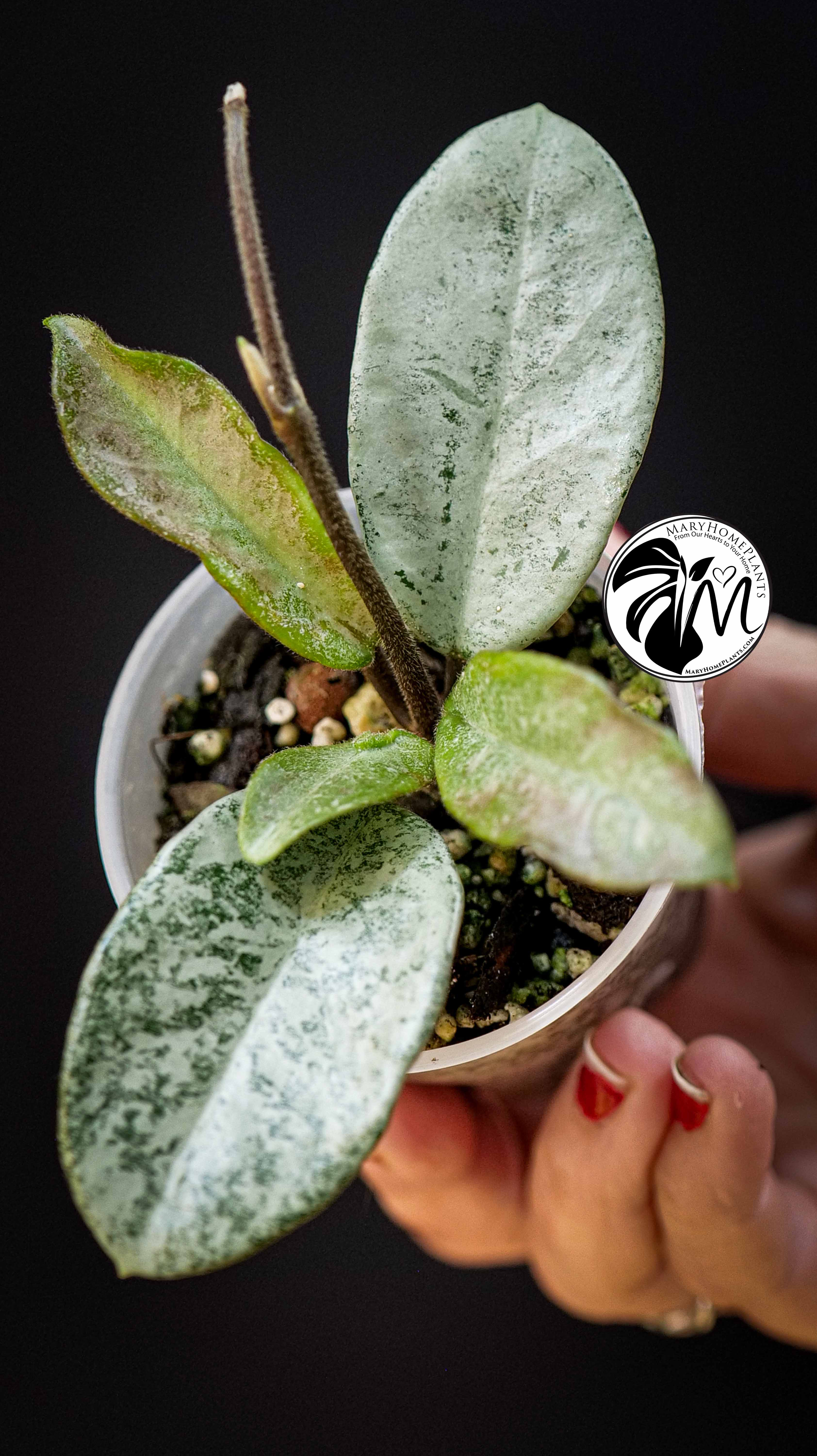 Hoya Carnosa Grey Ghost