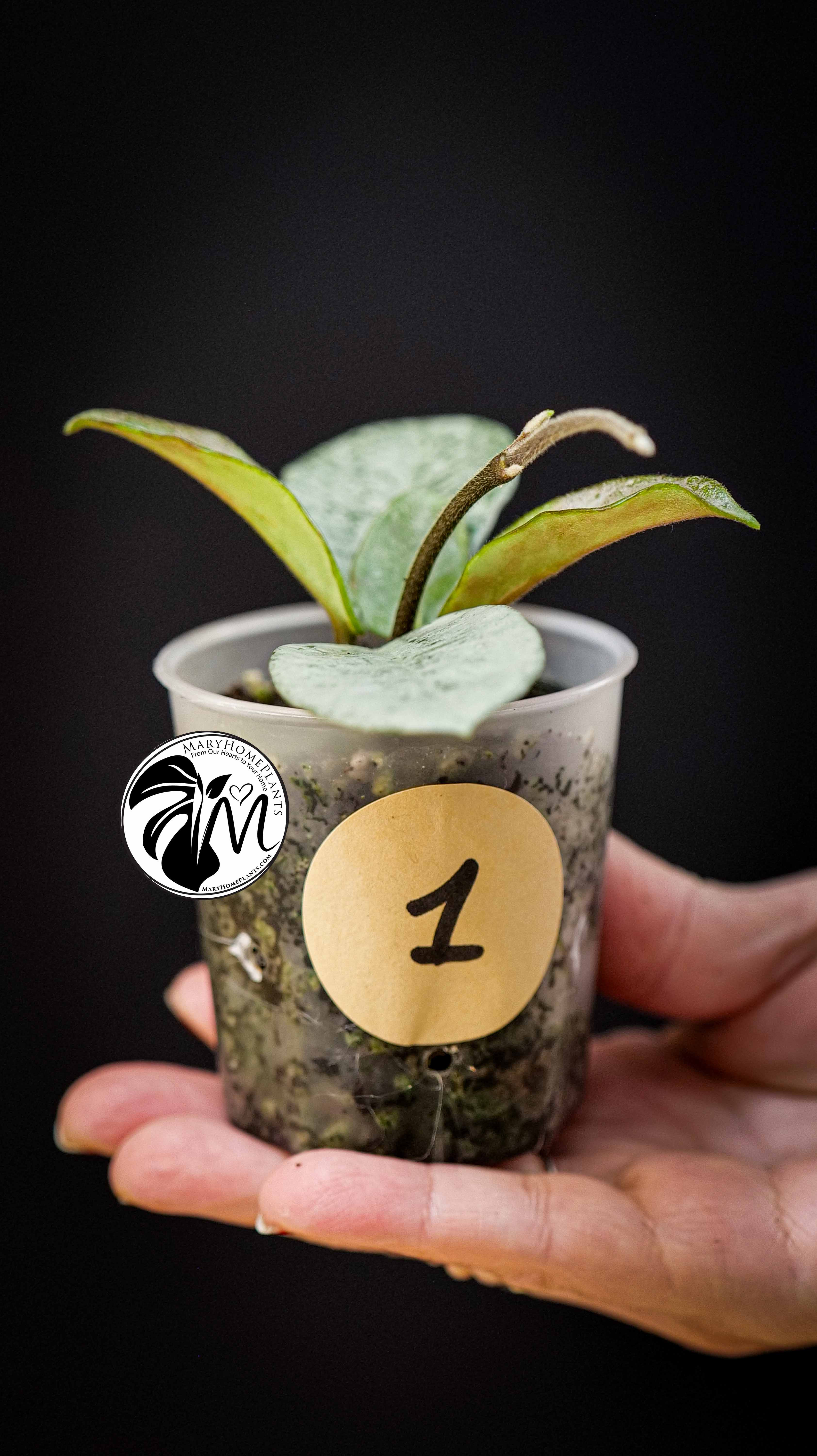 Hoya Carnosa Grey Ghost