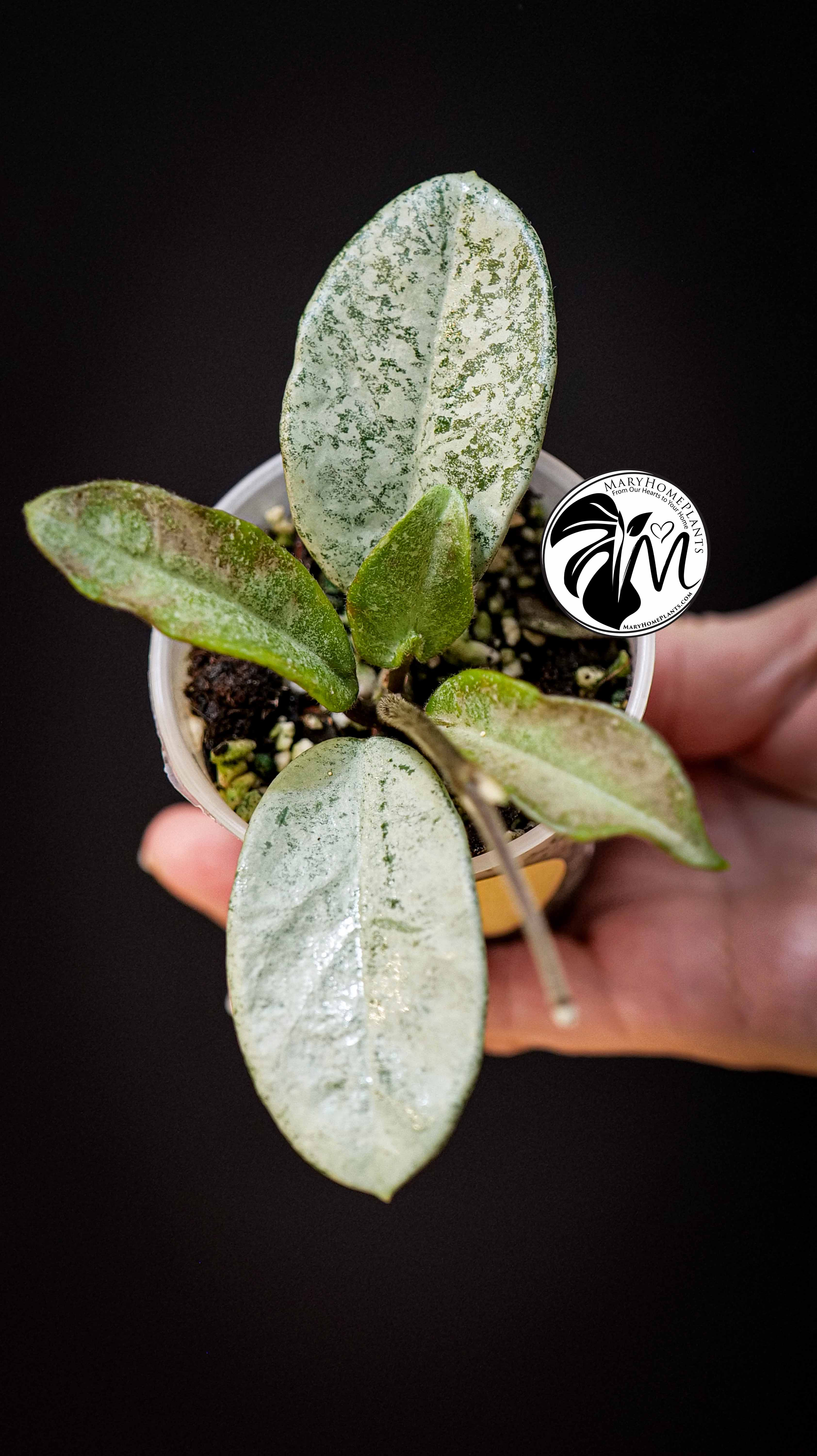 Hoya Carnosa Grey Ghost