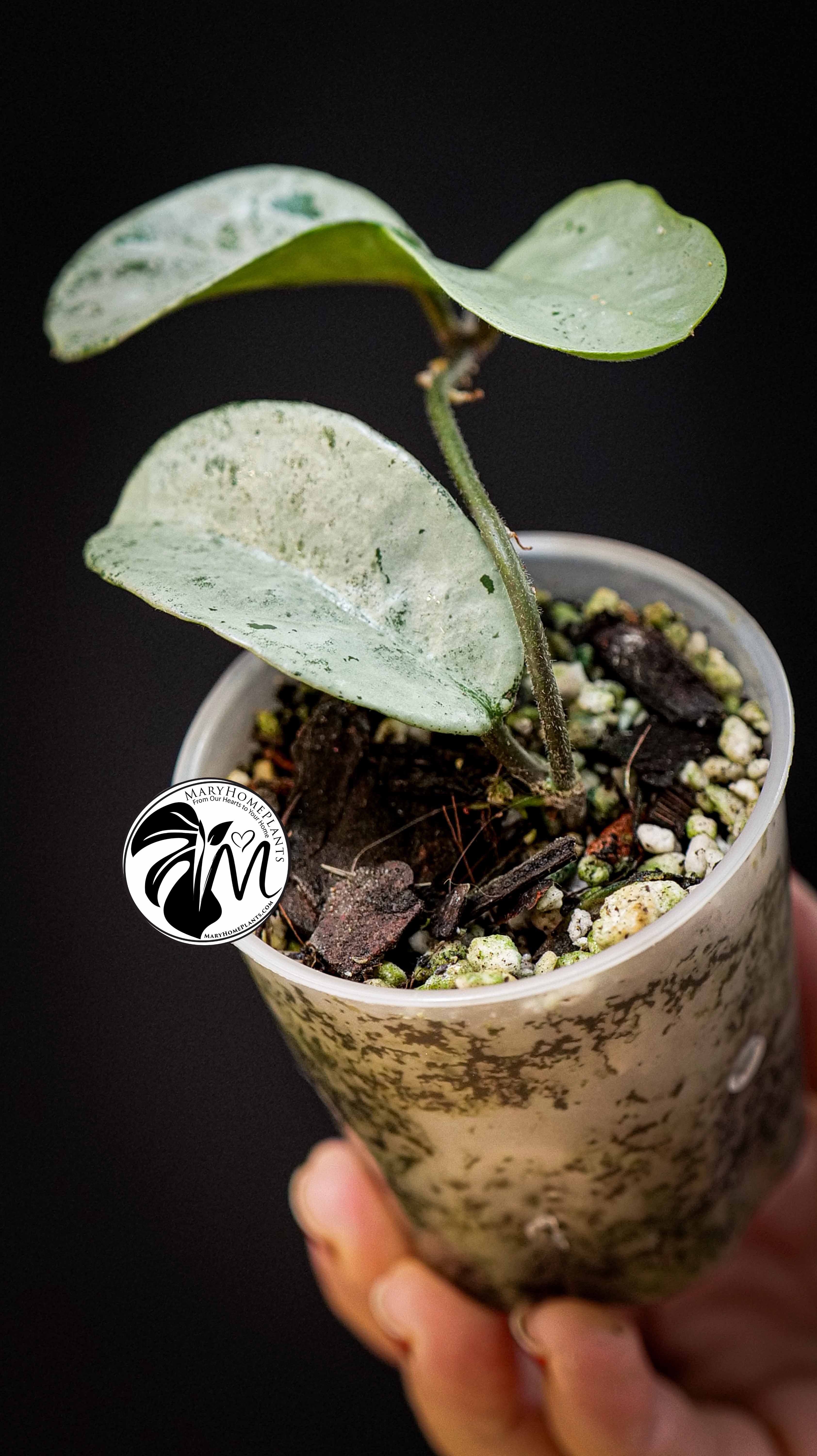 Hoya Carnosa Grey Ghost