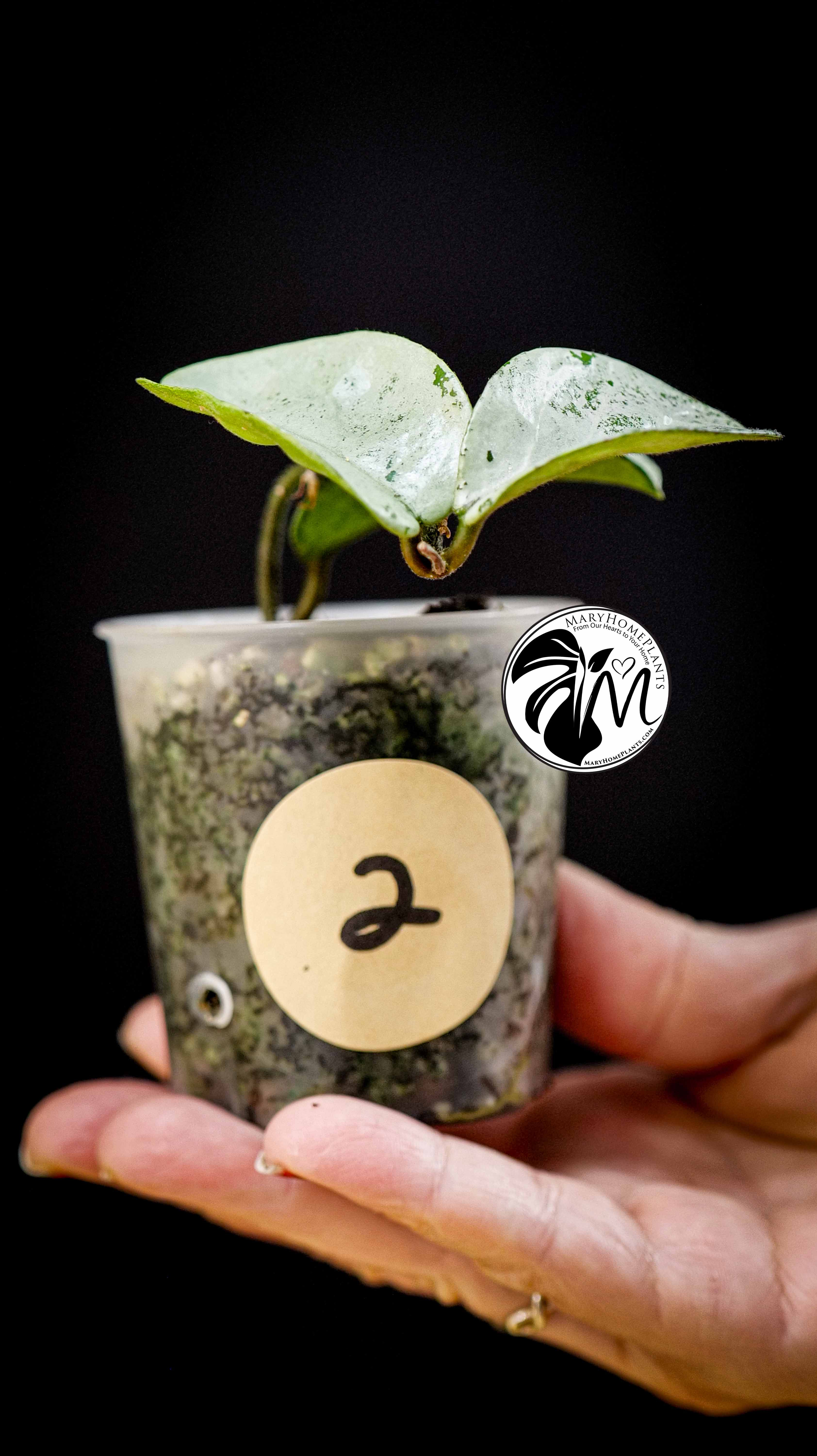 Hoya Carnosa Grey Ghost