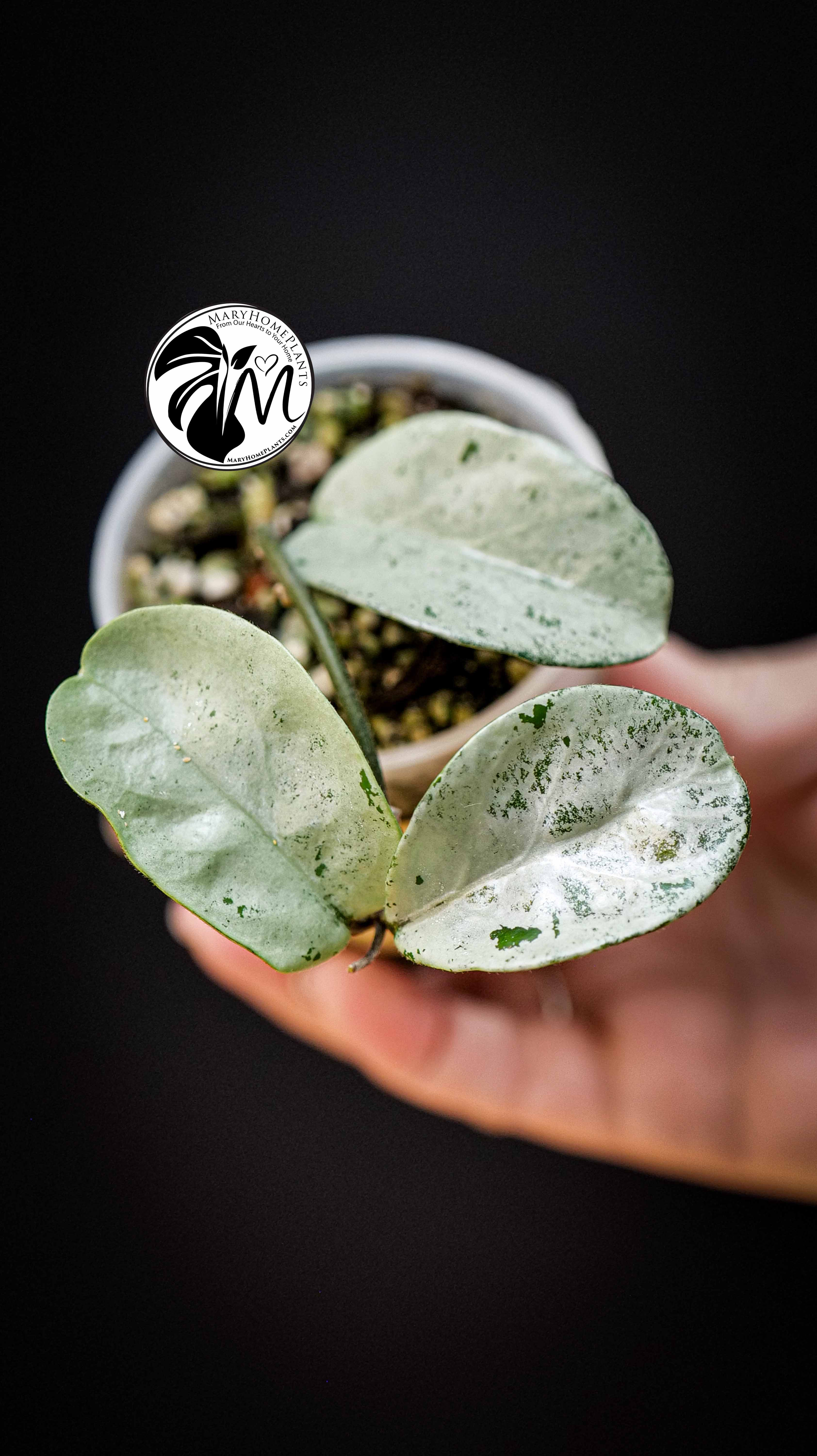 Hoya Carnosa Grey Ghost