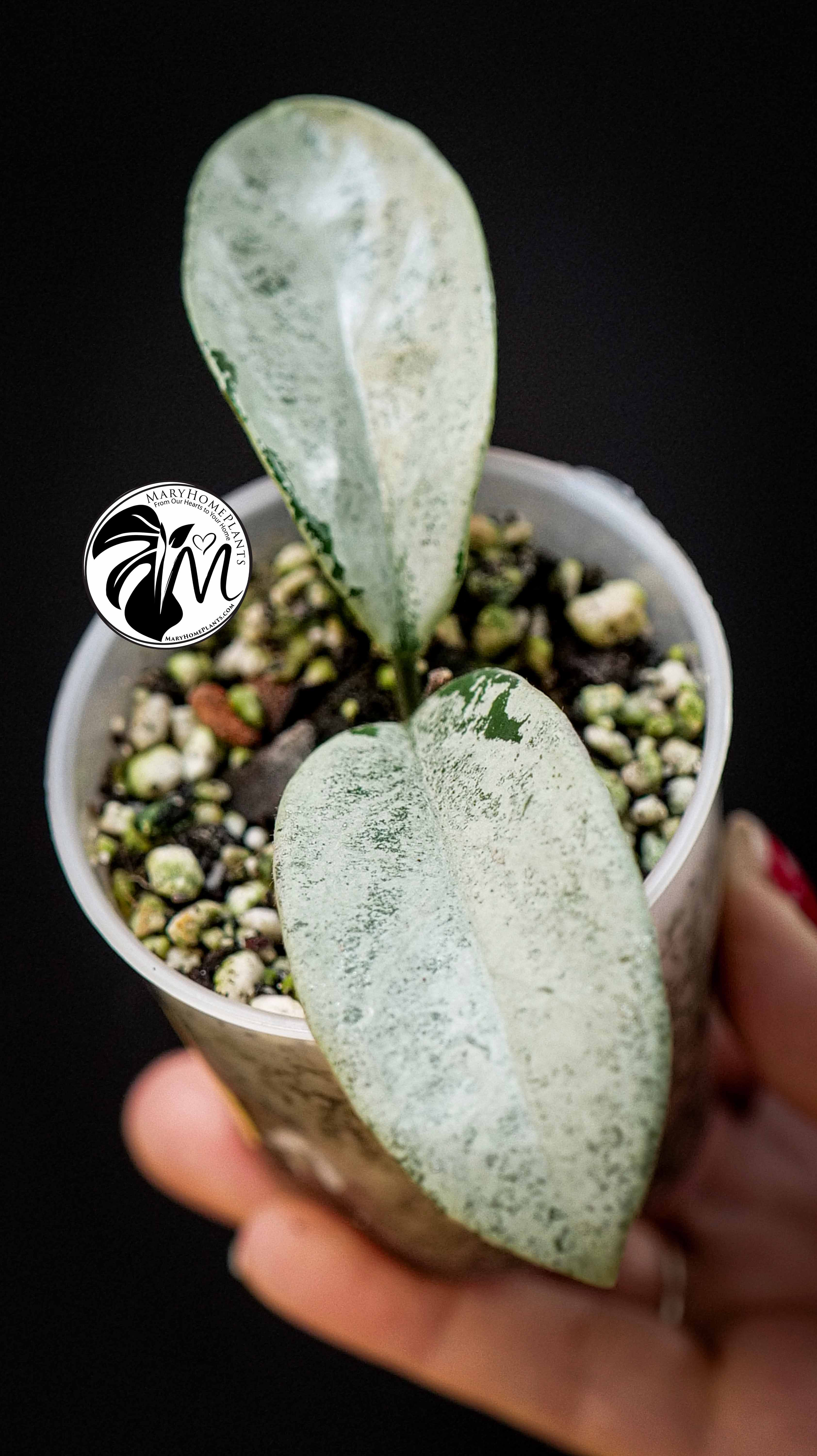 Hoya Carnosa Grey Ghost