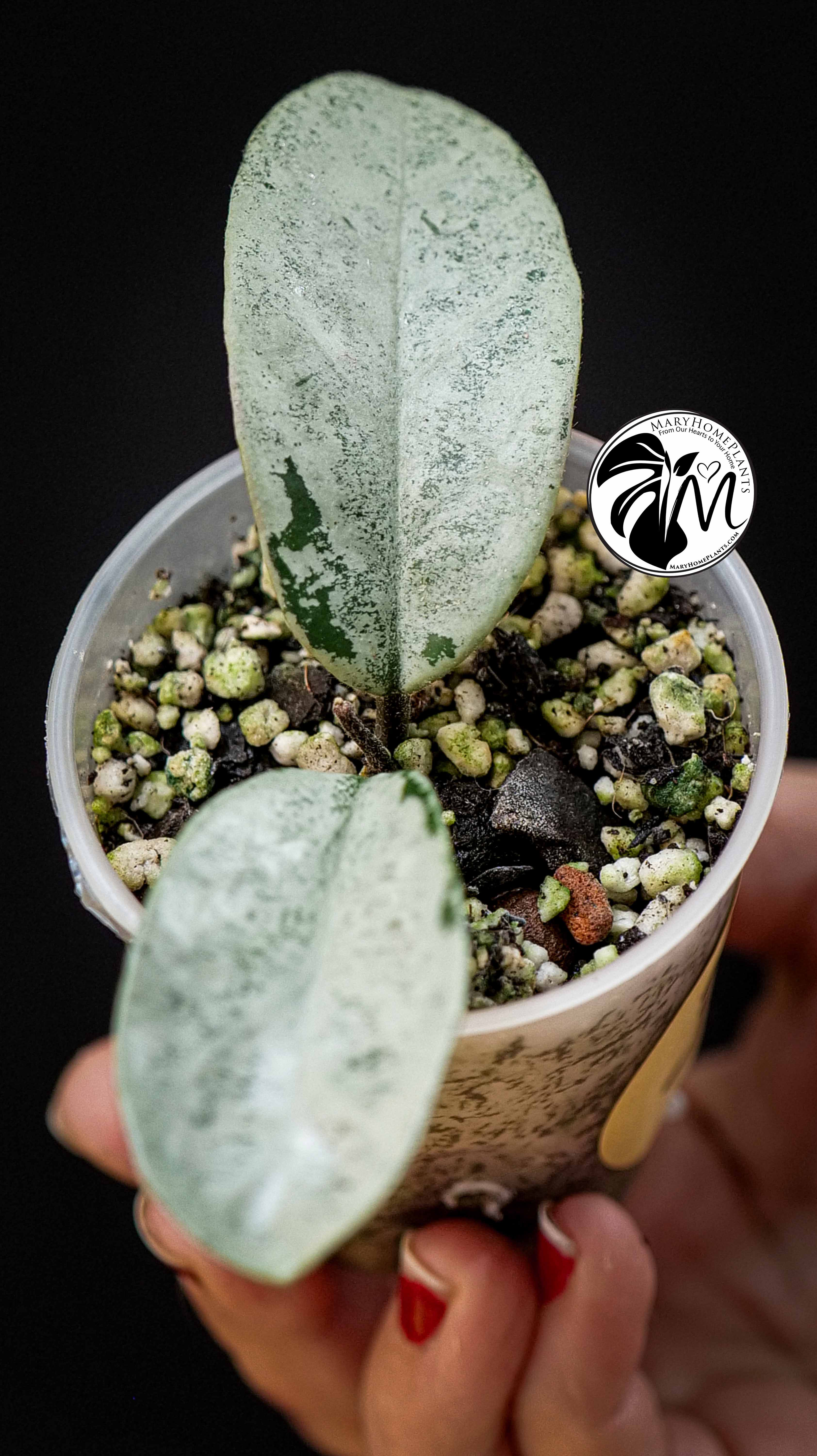 Hoya Carnosa Grey Ghost