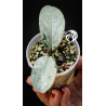 Hoya Carnosa Grey Ghost