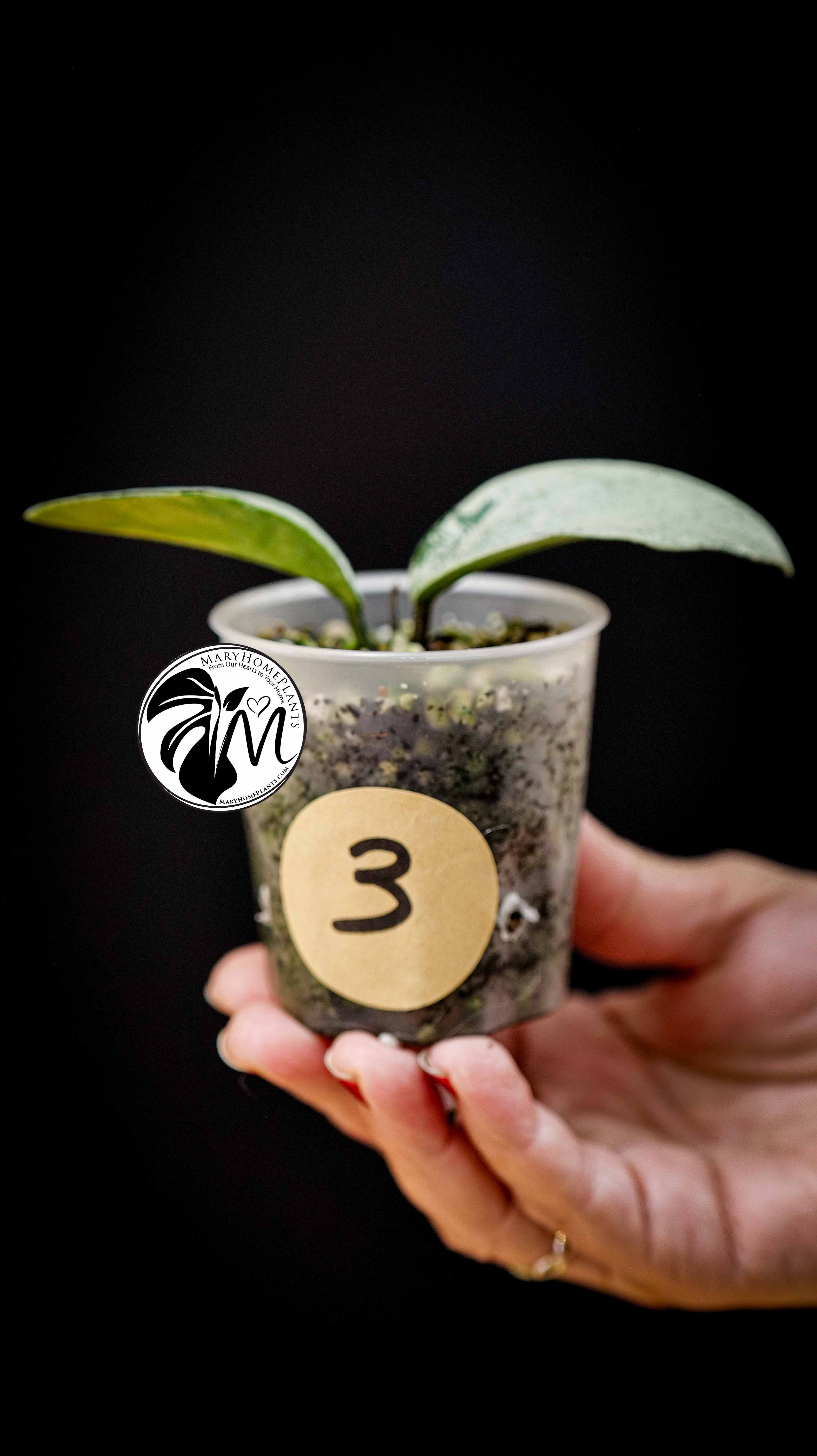 Hoya Carnosa Grey Ghost