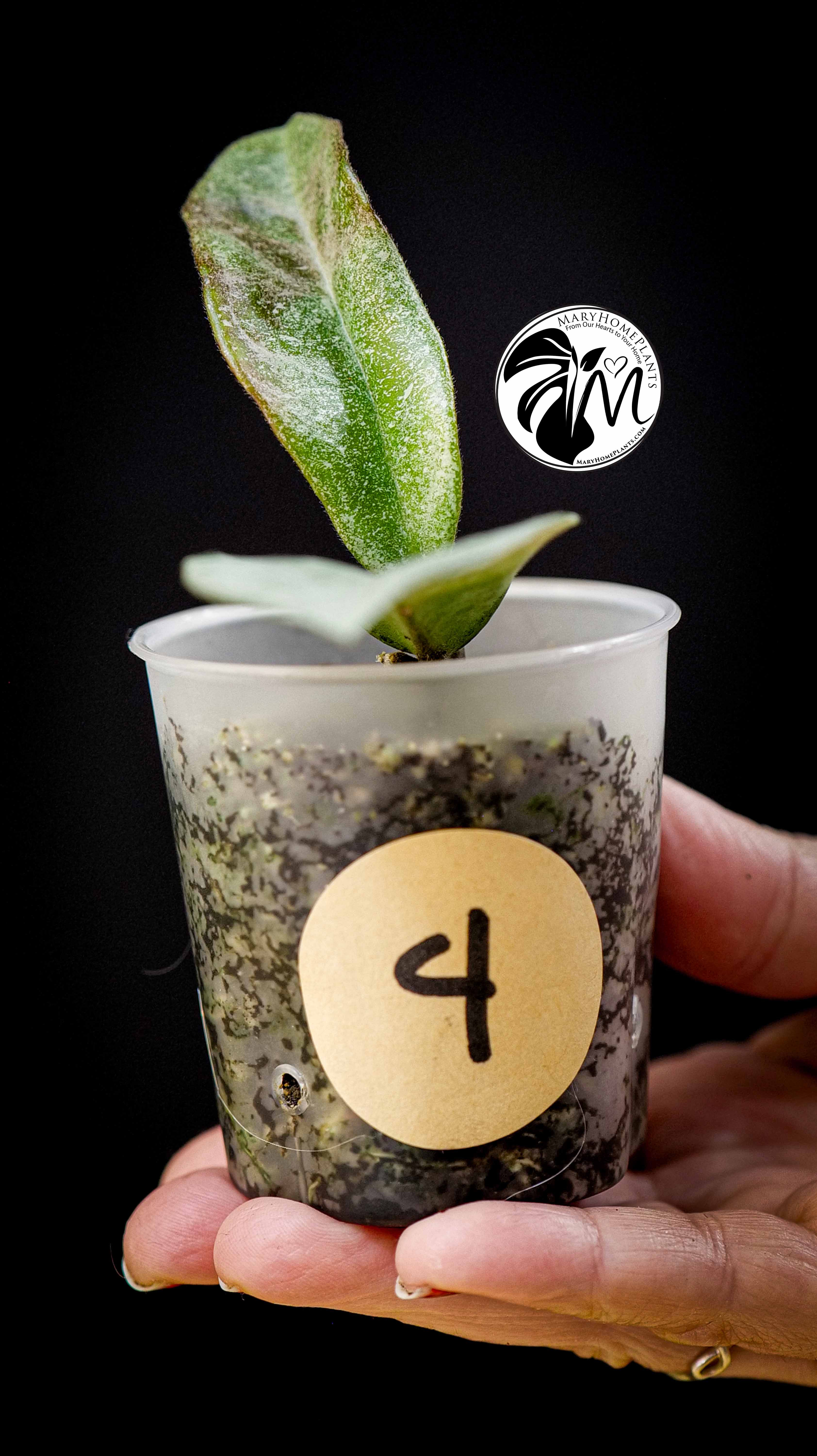 Hoya Carnosa Grey Ghost