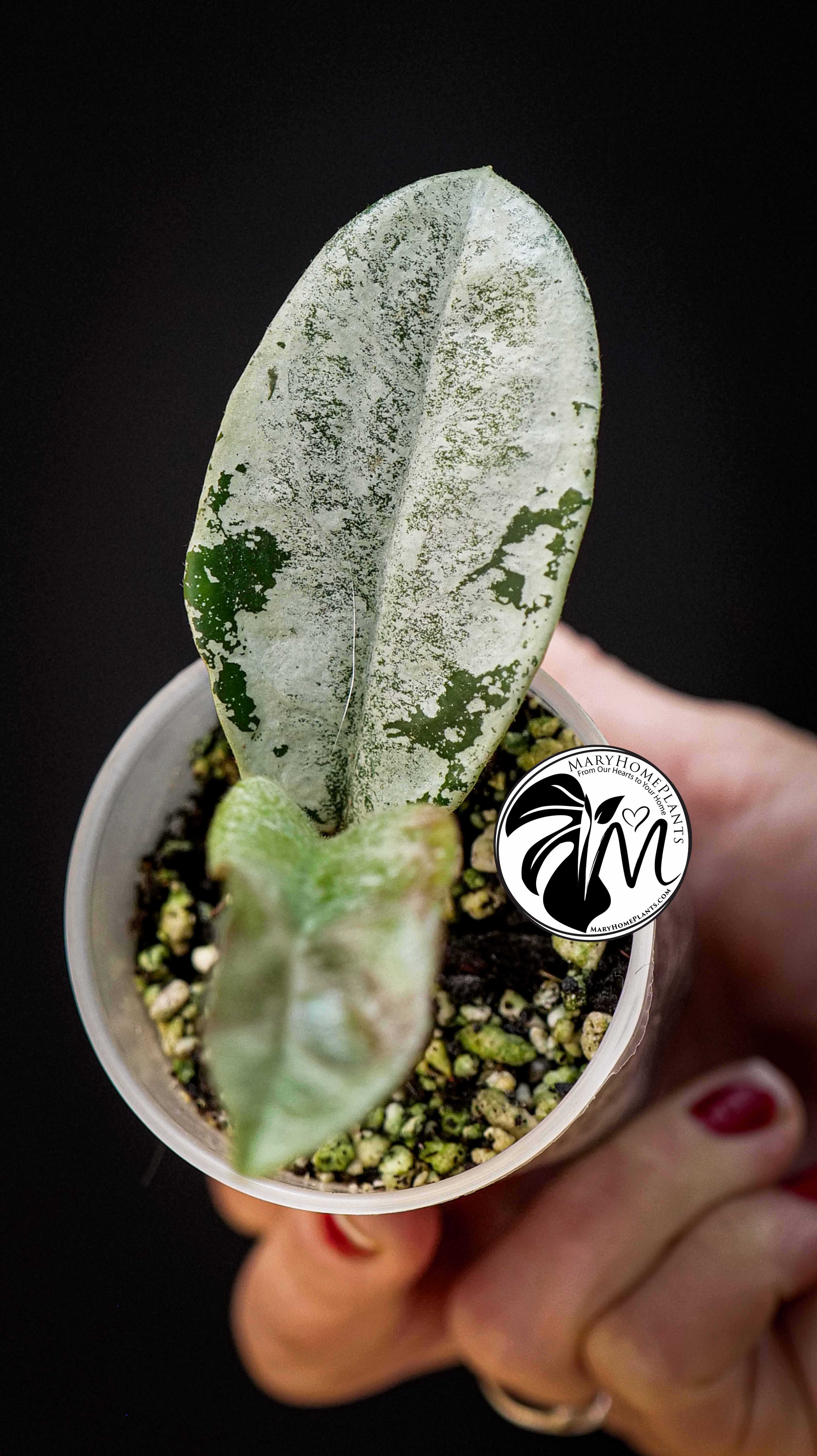 Hoya Carnosa Grey Ghost