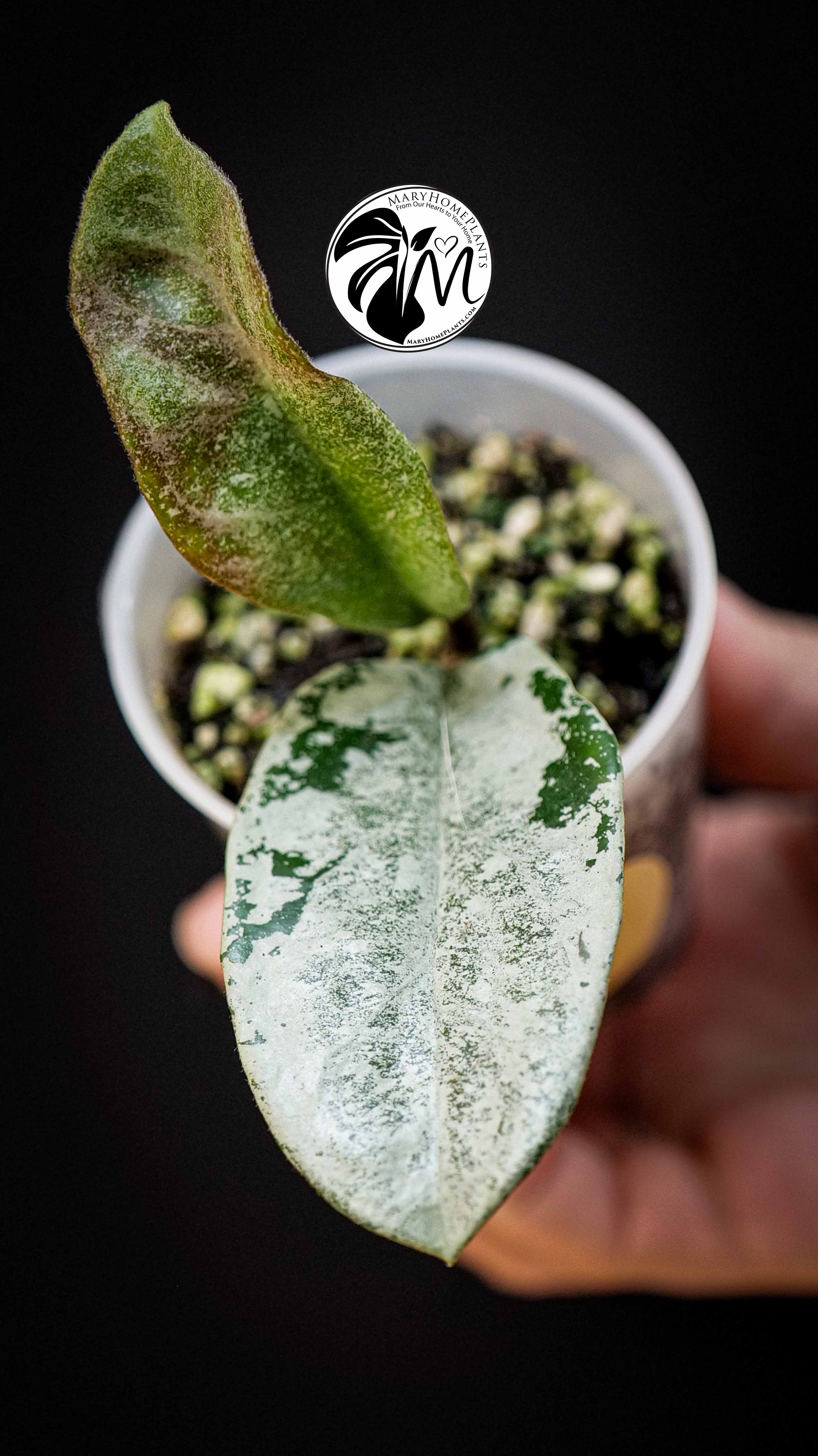 Hoya Carnosa Grey Ghost