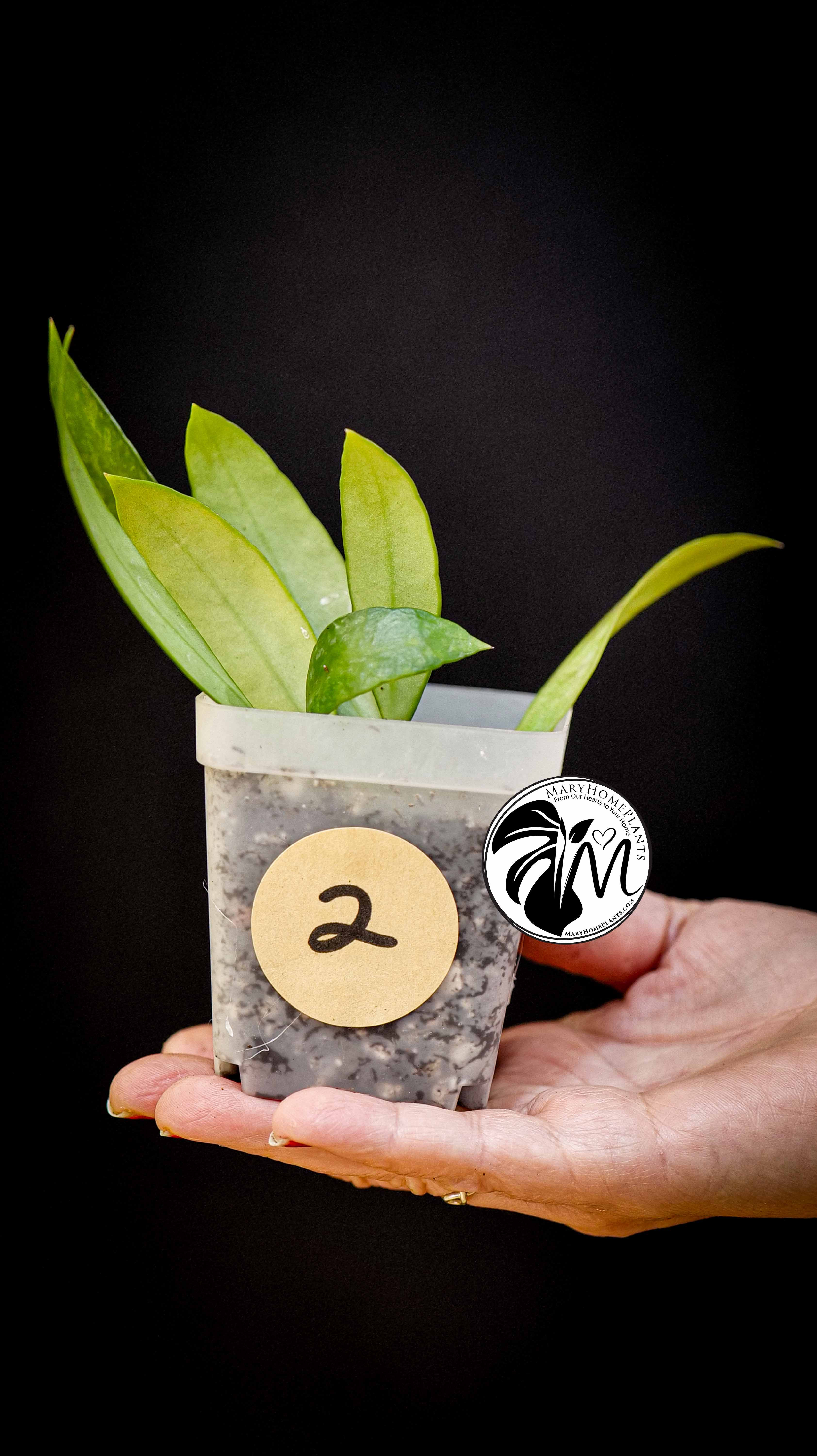 Hoya Gracilis Memoria